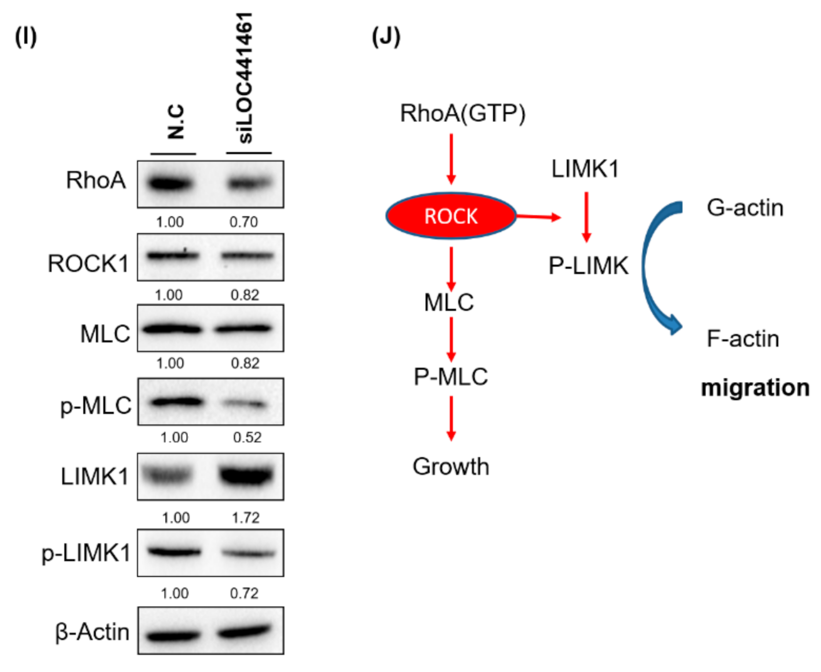 Cancers 12 03171 g005b Cancers 12 03171 g005b