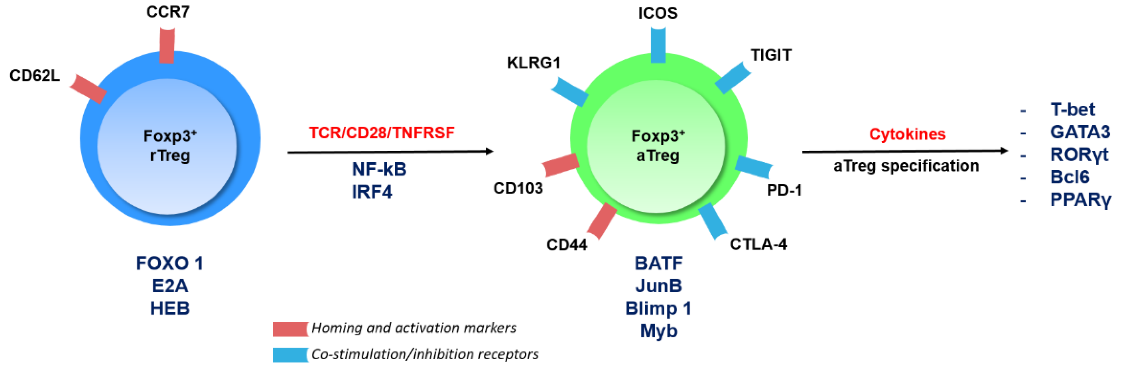 Cancers 12 03194 g001 Cancers 12 03194 g001