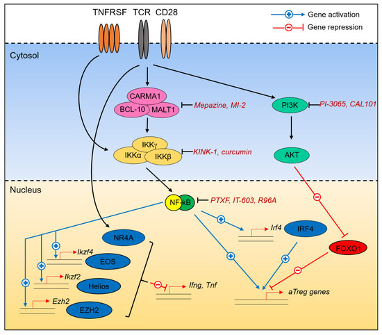 Cancers Free Full Text Transcriptional Control Of Regulatory T Cells In Cancer Toward Therapeutic Targeting Html