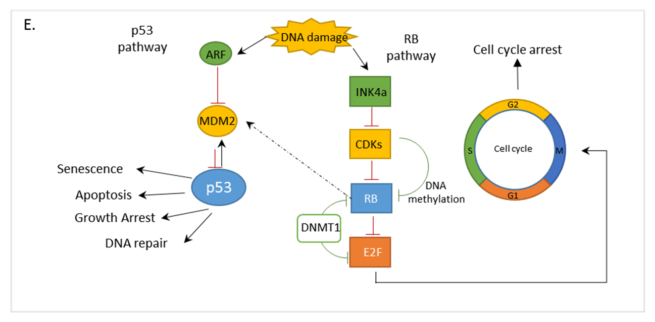 Cancers 12 03199 g004b Cancers 12 03199 g004b