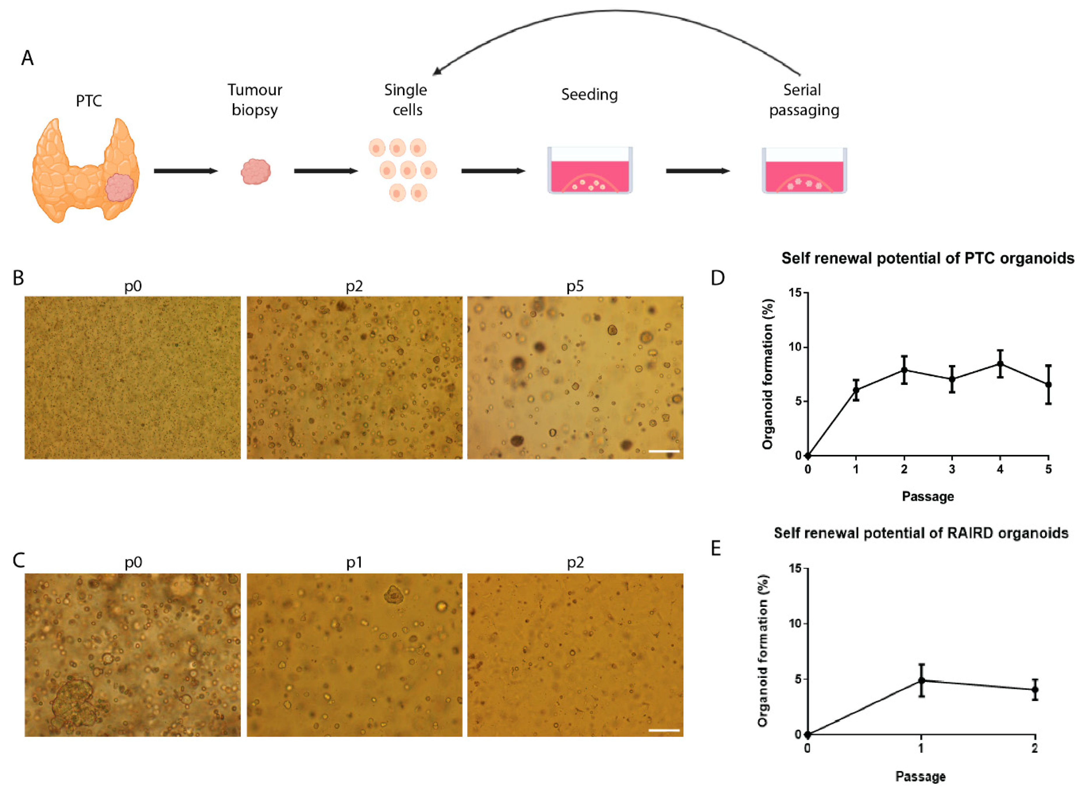 Cancers 12 03212 g001