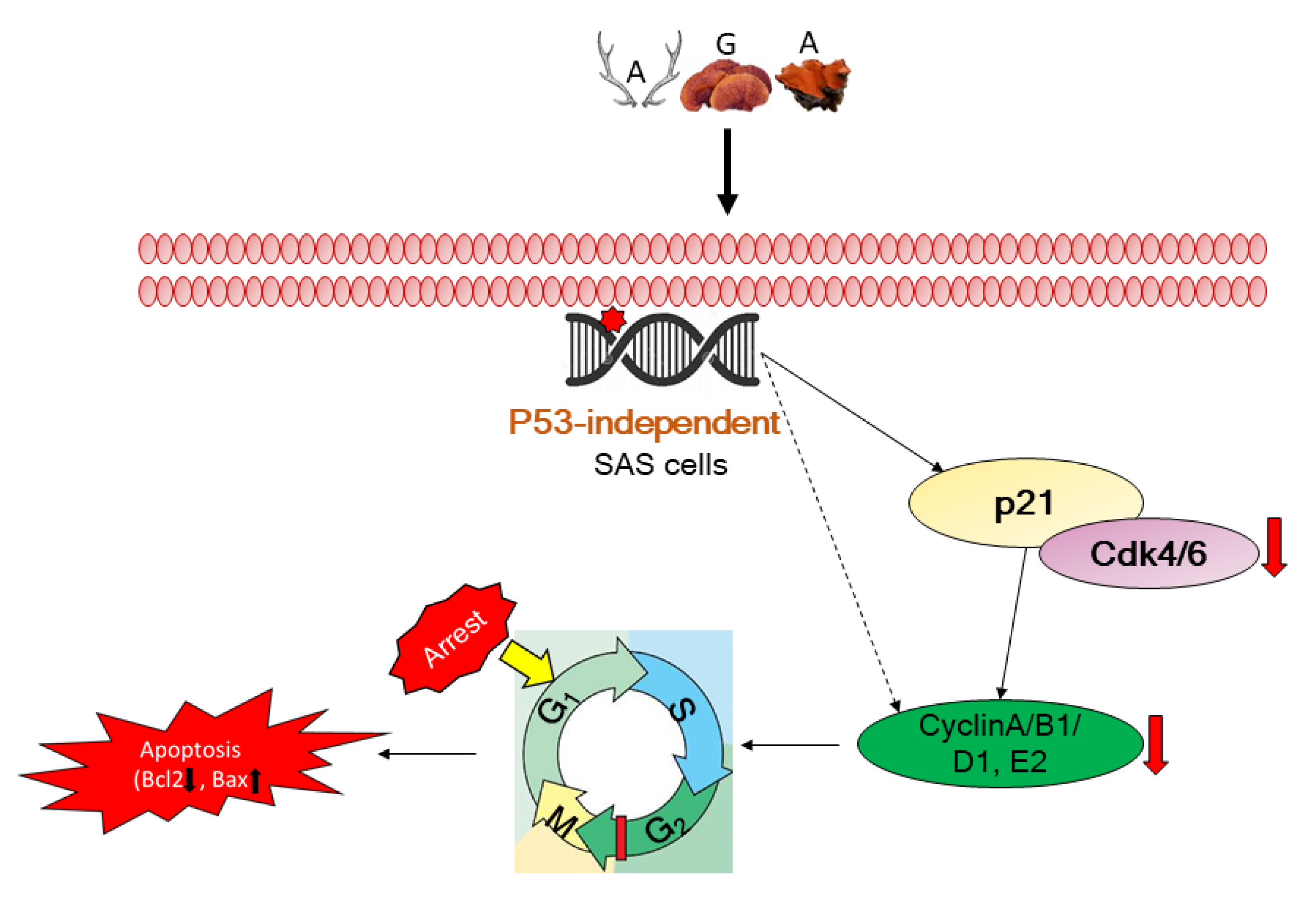 Cancers 12 03214 g007