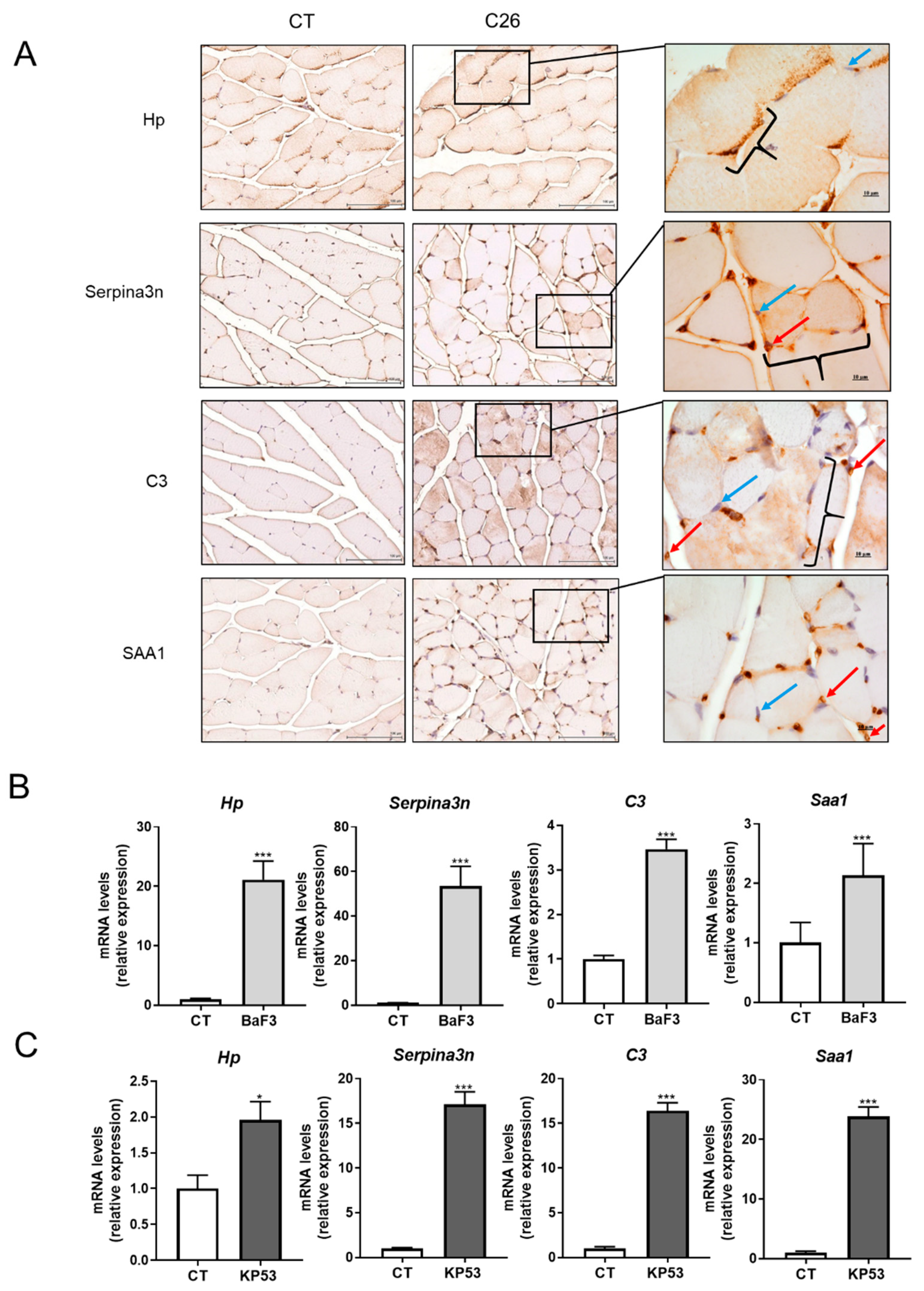 Cancers 12 03221 g004 Cancers 12 03221 g004