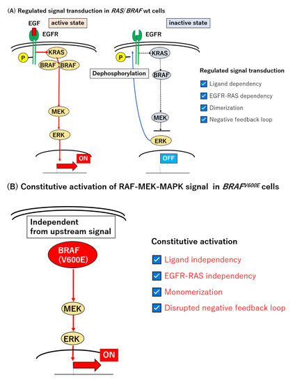 まる Frontiers | Lytic granule exocytosis at immune synapses