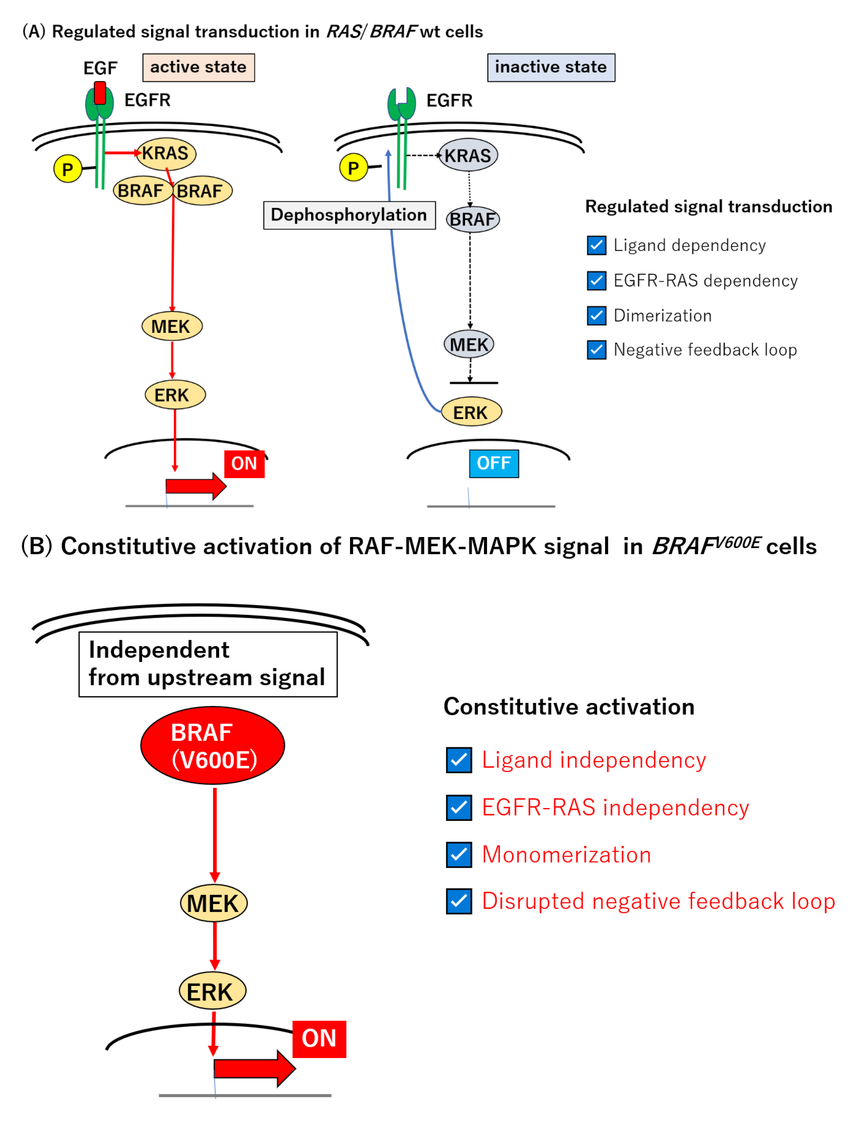 Cancers | Free Full-Text | BRAF Mutation in Colorectal Cancers 