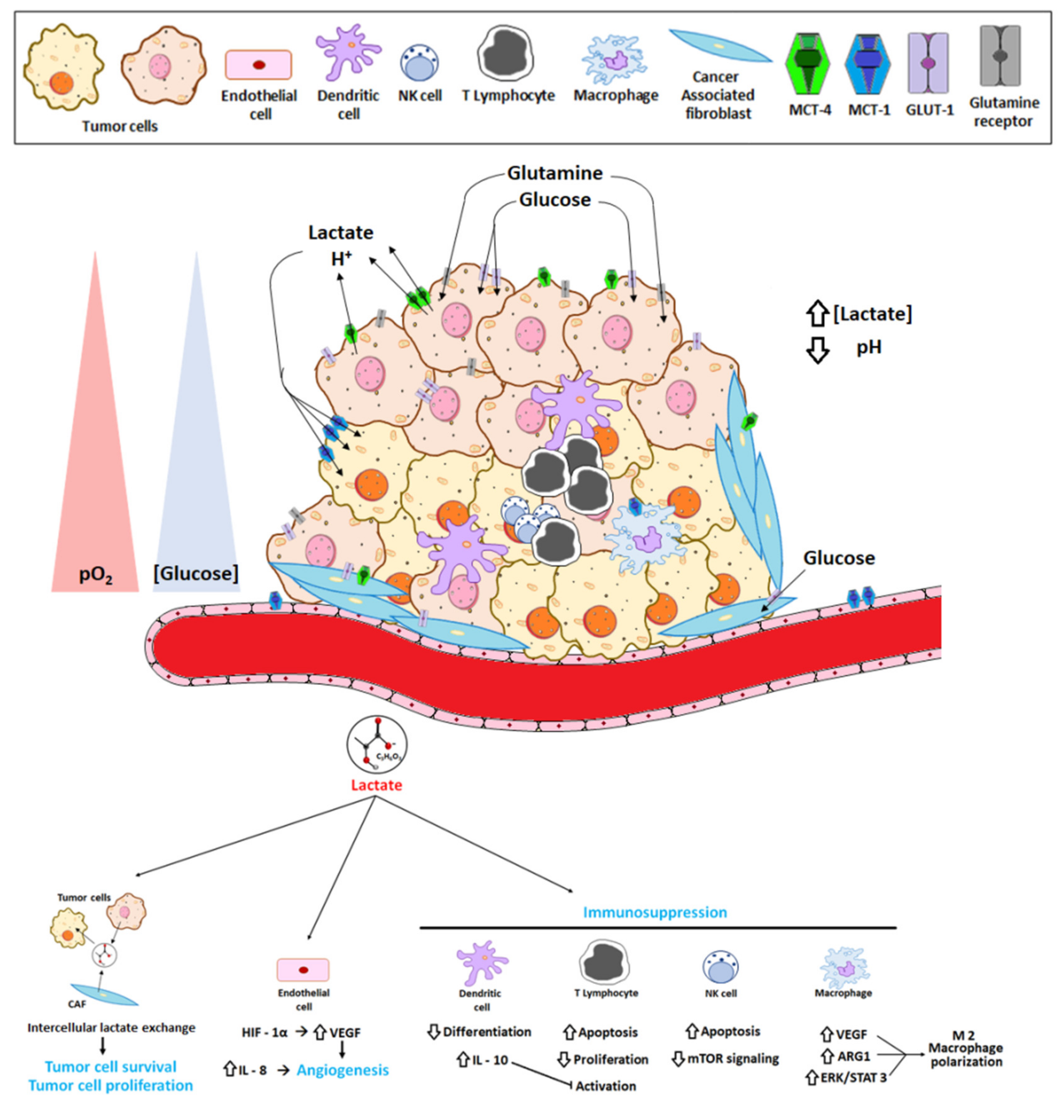 Cancers 12 03244 g003 Cancers 12 03244 g003