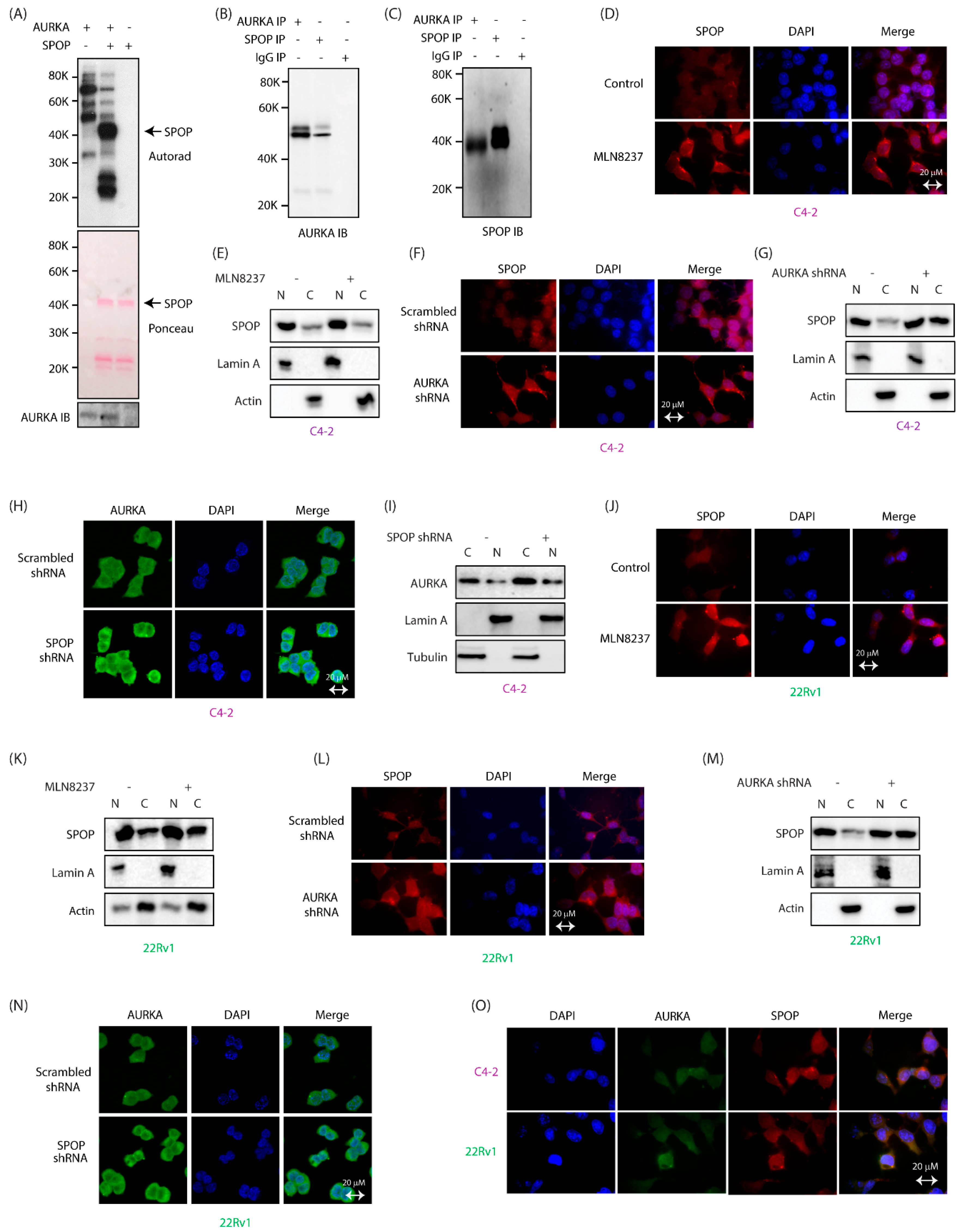 Cancers 12 03247 g001 Cancers 12 03247 g001