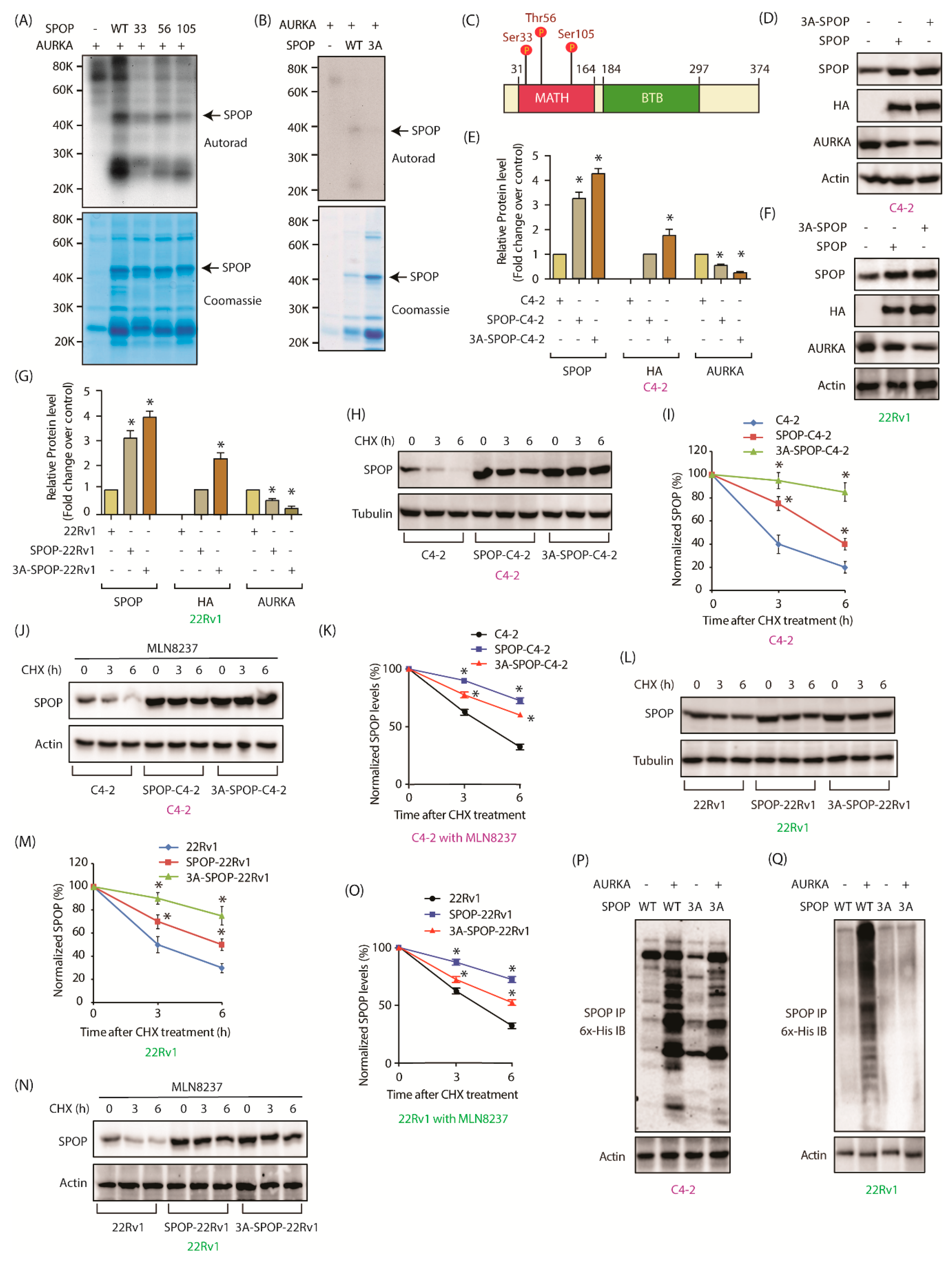 Cancers 12 03247 g004 Cancers 12 03247 g004