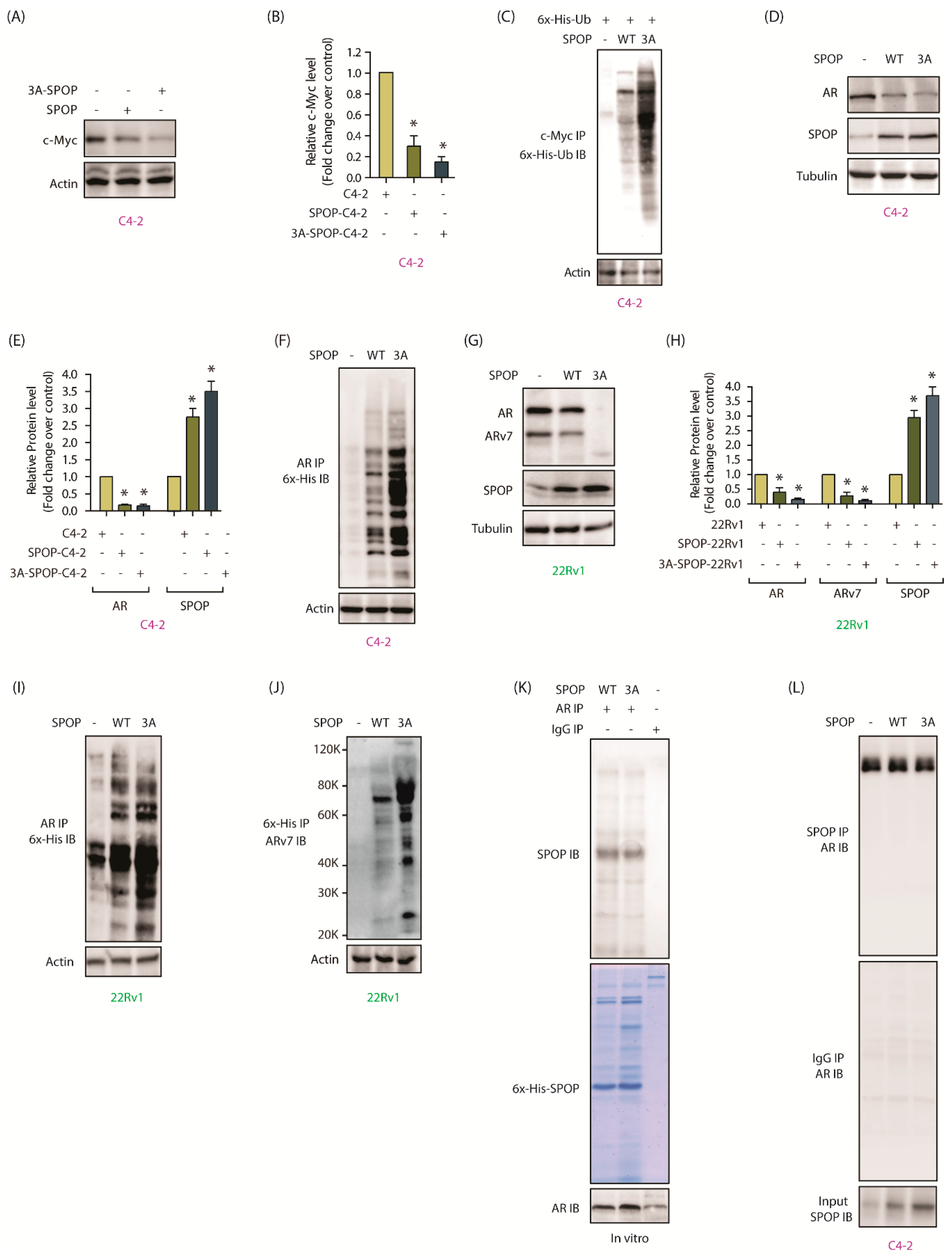Cancers 12 03247 g006 Cancers 12 03247 g006