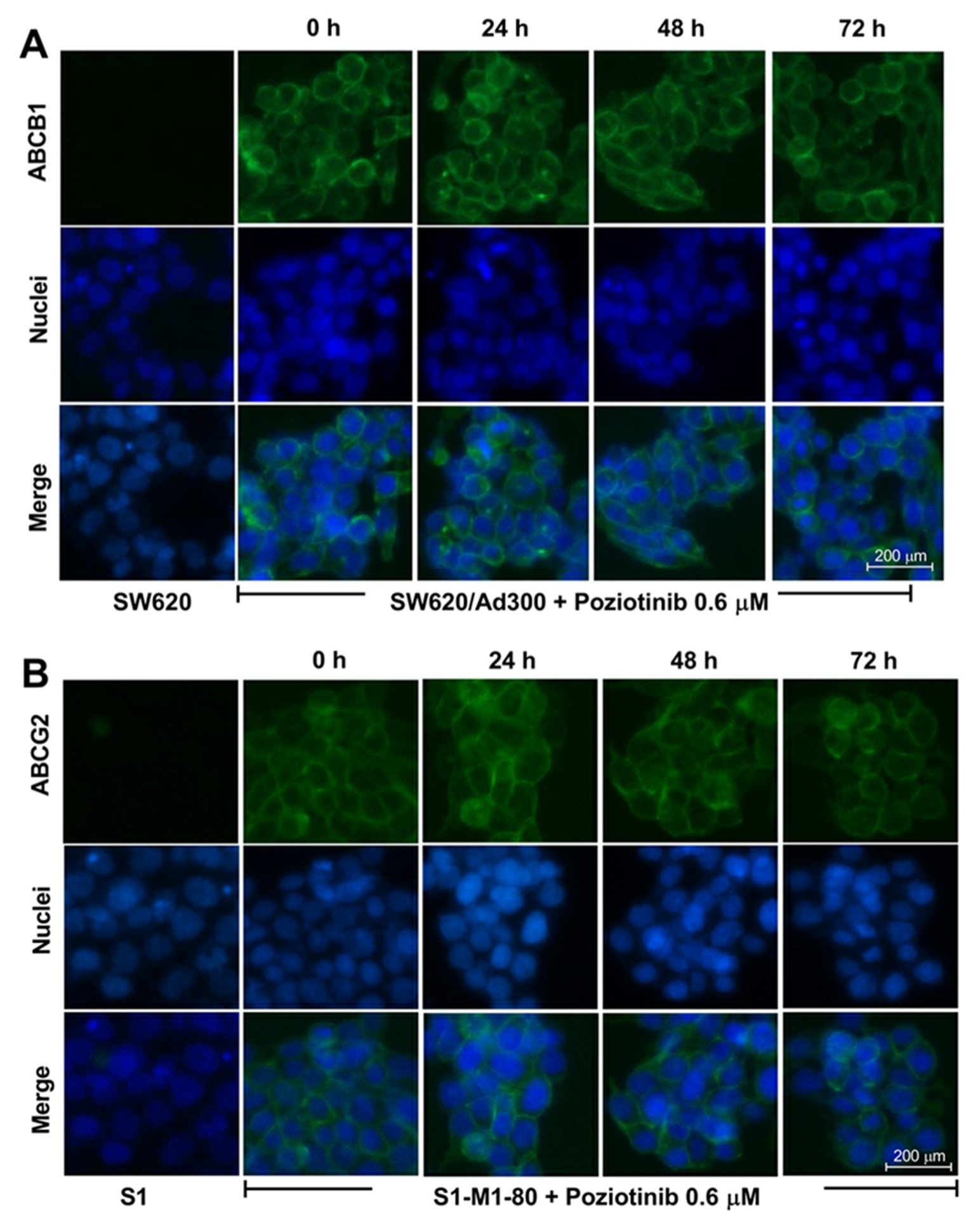 Cancers 12 03249 g003 Cancers 12 03249 g003
