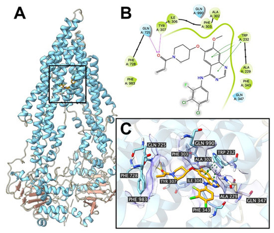 Poziotinib Inhibits the Efflux Activity of the ABCB1 and
