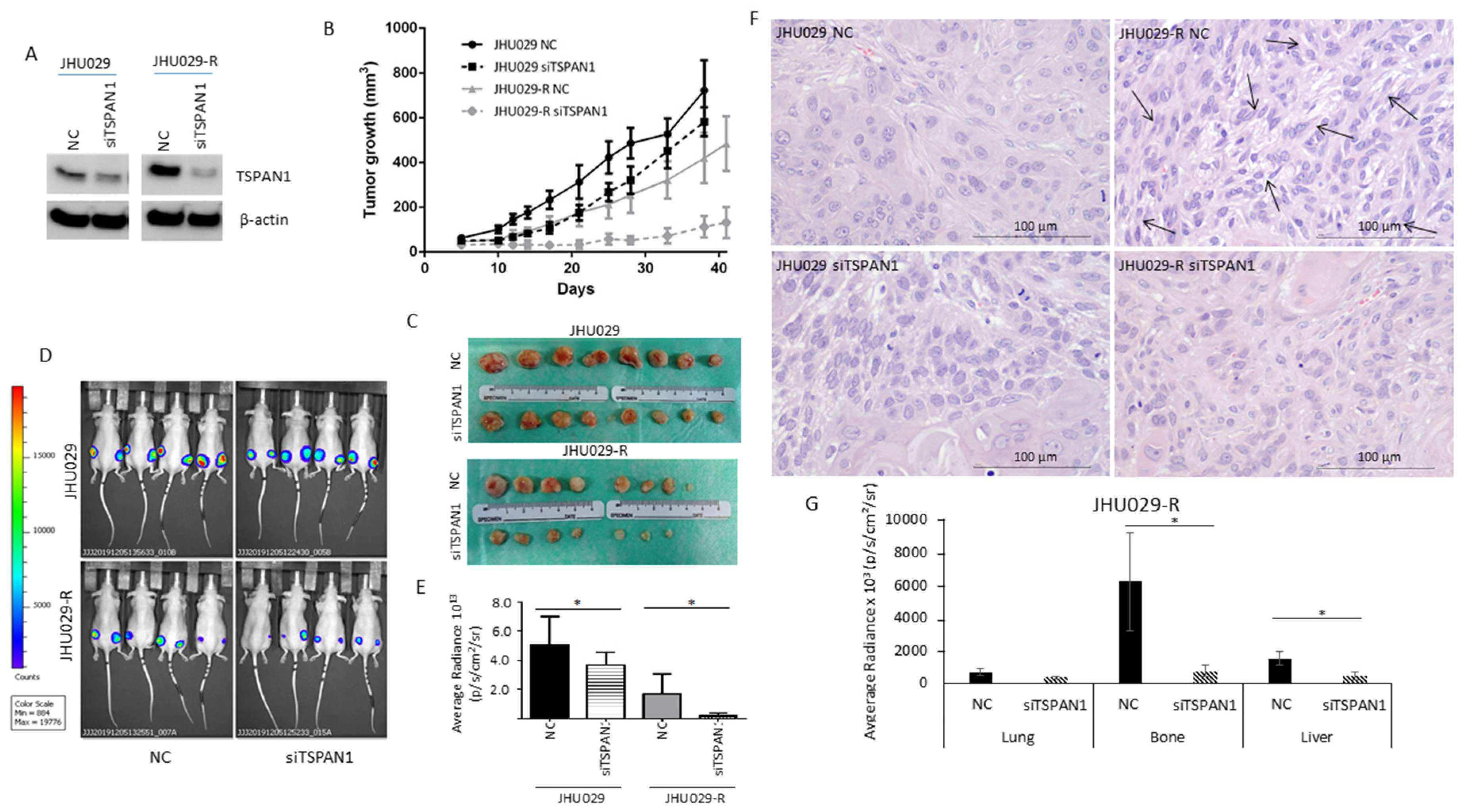 Cancers 12 03269 g005 Cancers 12 03269 g005