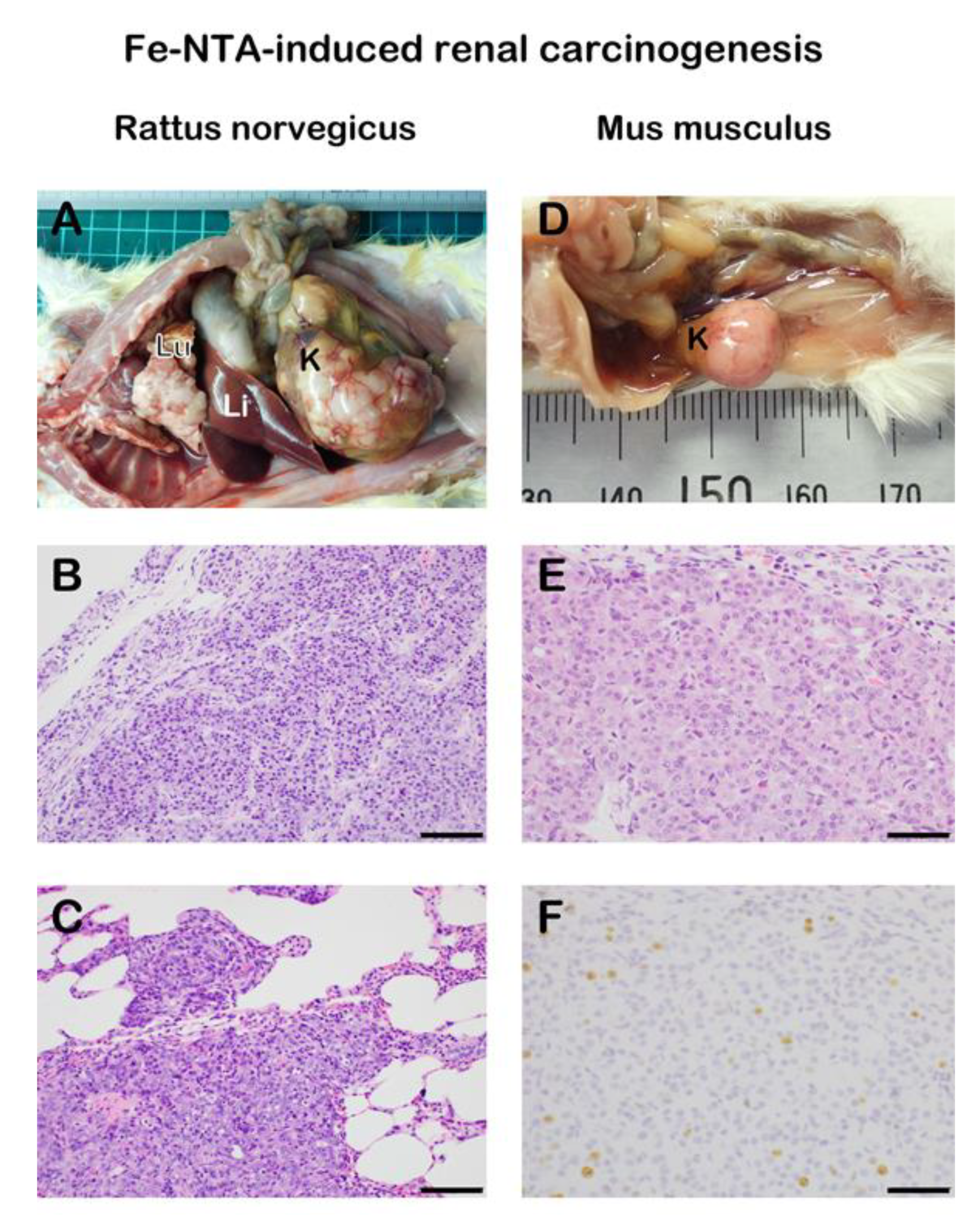 Cancers 12 03320 g003 Cancers 12 03320 g003