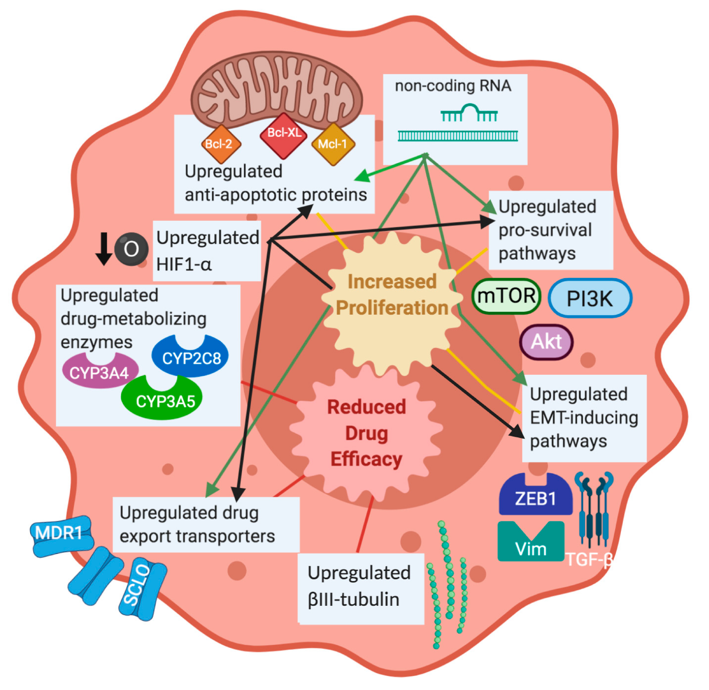 Assessment of transduction of ABCC5 adenovirus in MCF-7 cells. a ABCC5