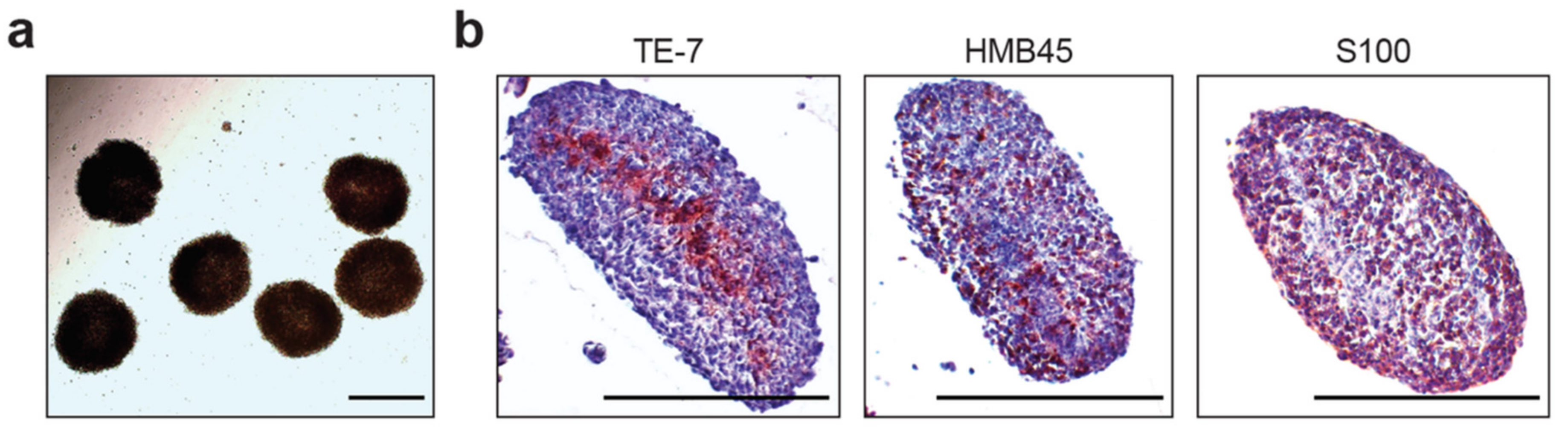 Cancers 12 03324 g001