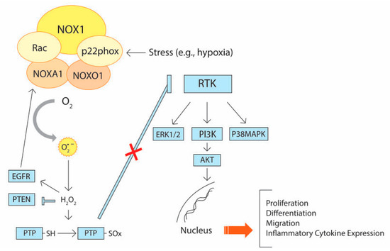 魅力的な価格 The Role of Oxidative Stress and Its Counteractive Utility スキー