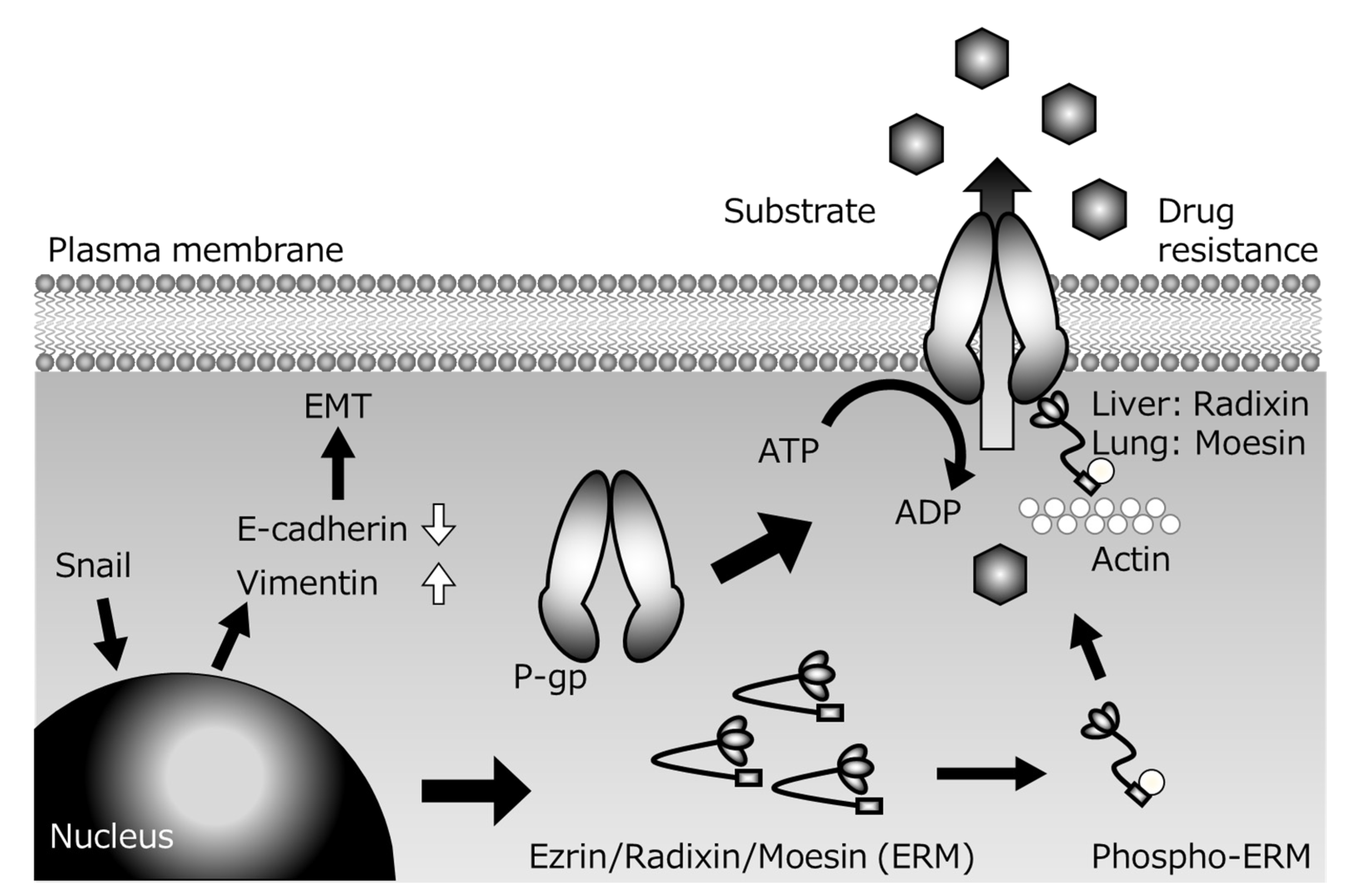 Cancers 12 03352 g002 Cancers 12 03352 g002