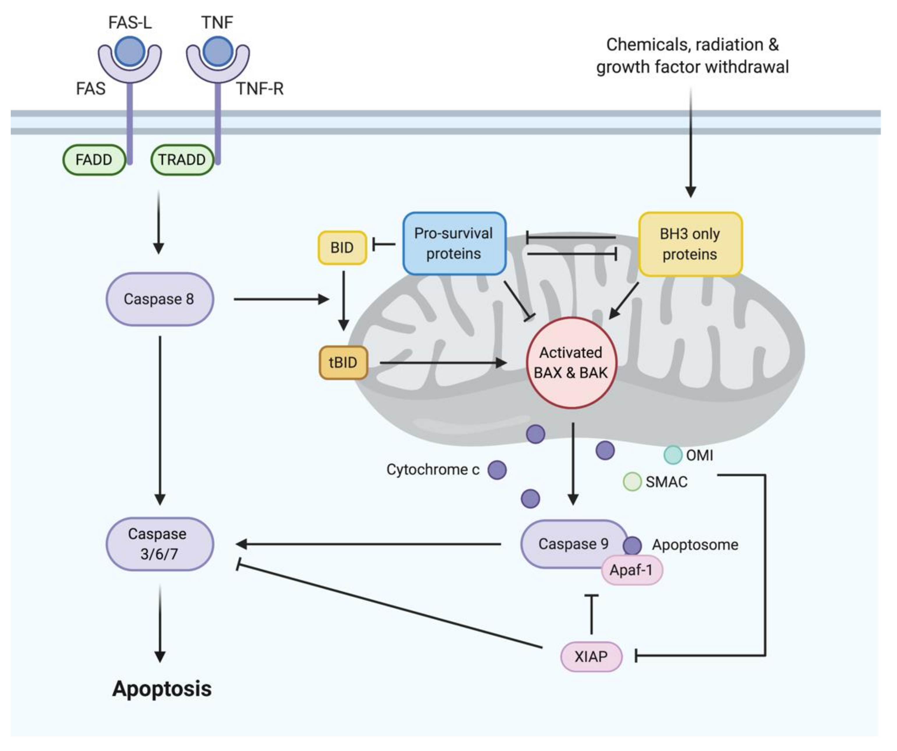 Cancers 12 03353 g001 Cancers 12 03353 g001