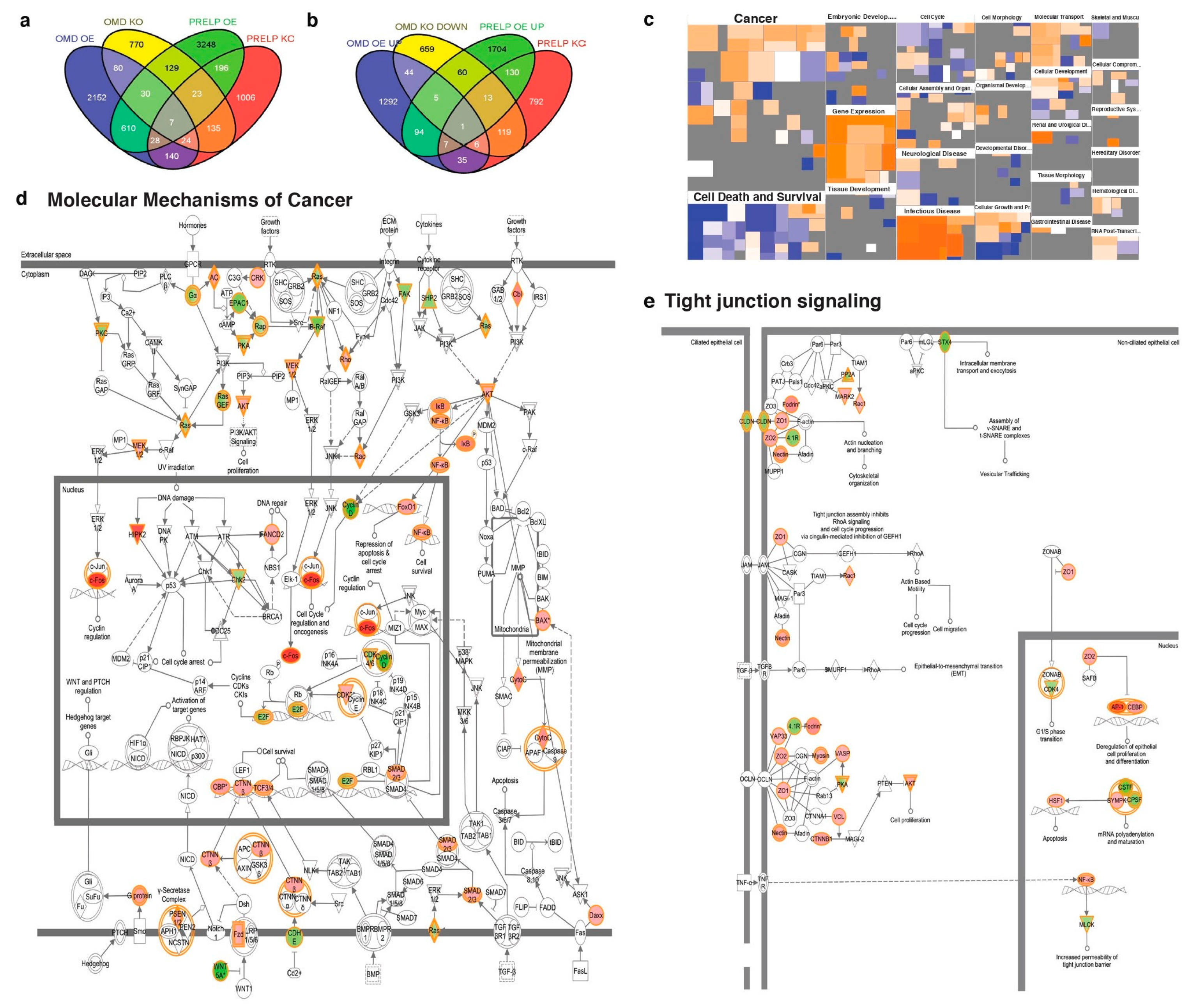 Cancers 12 03362 g002 Cancers 12 03362 g002