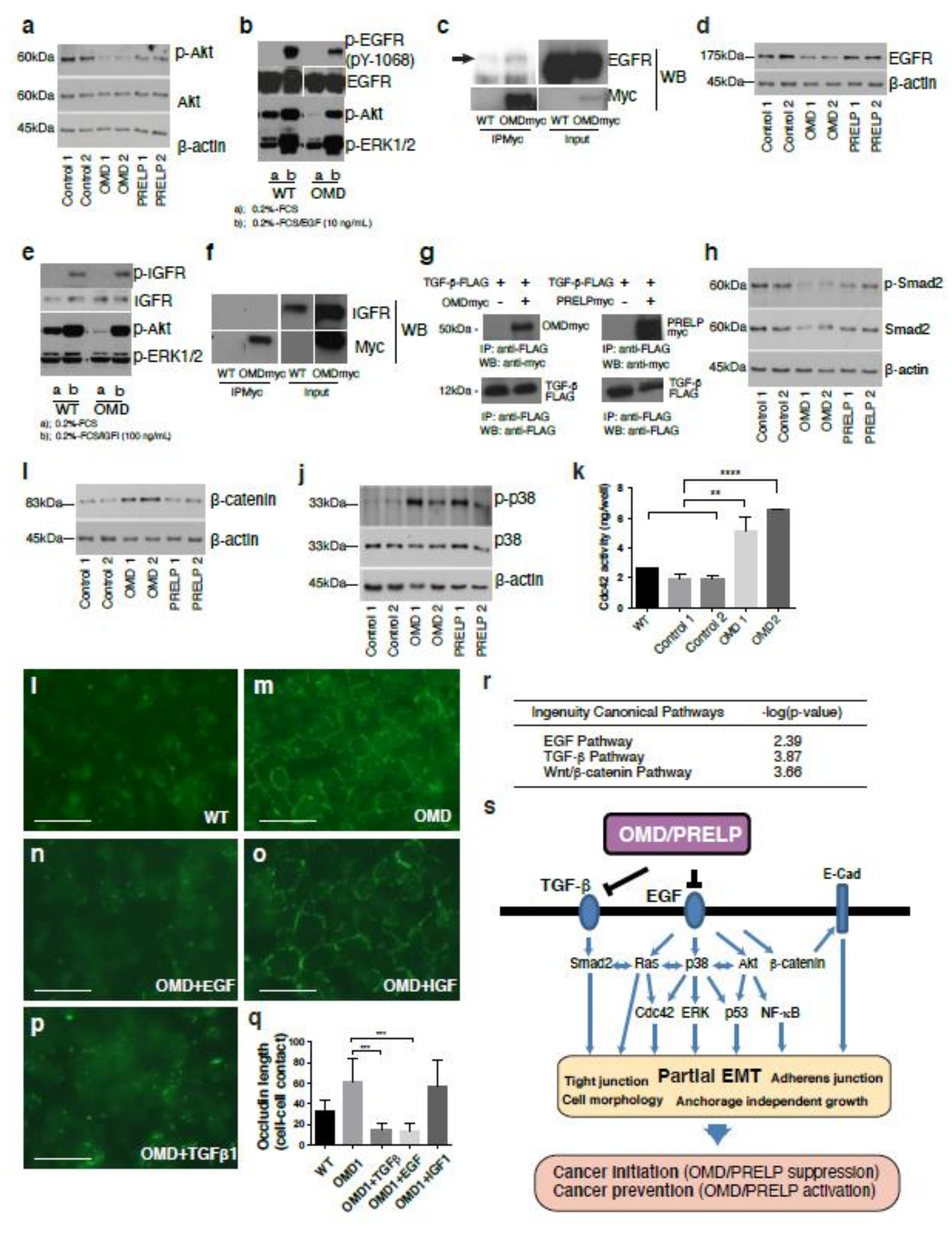 Cancers 12 03362 g005 Cancers 12 03362 g005