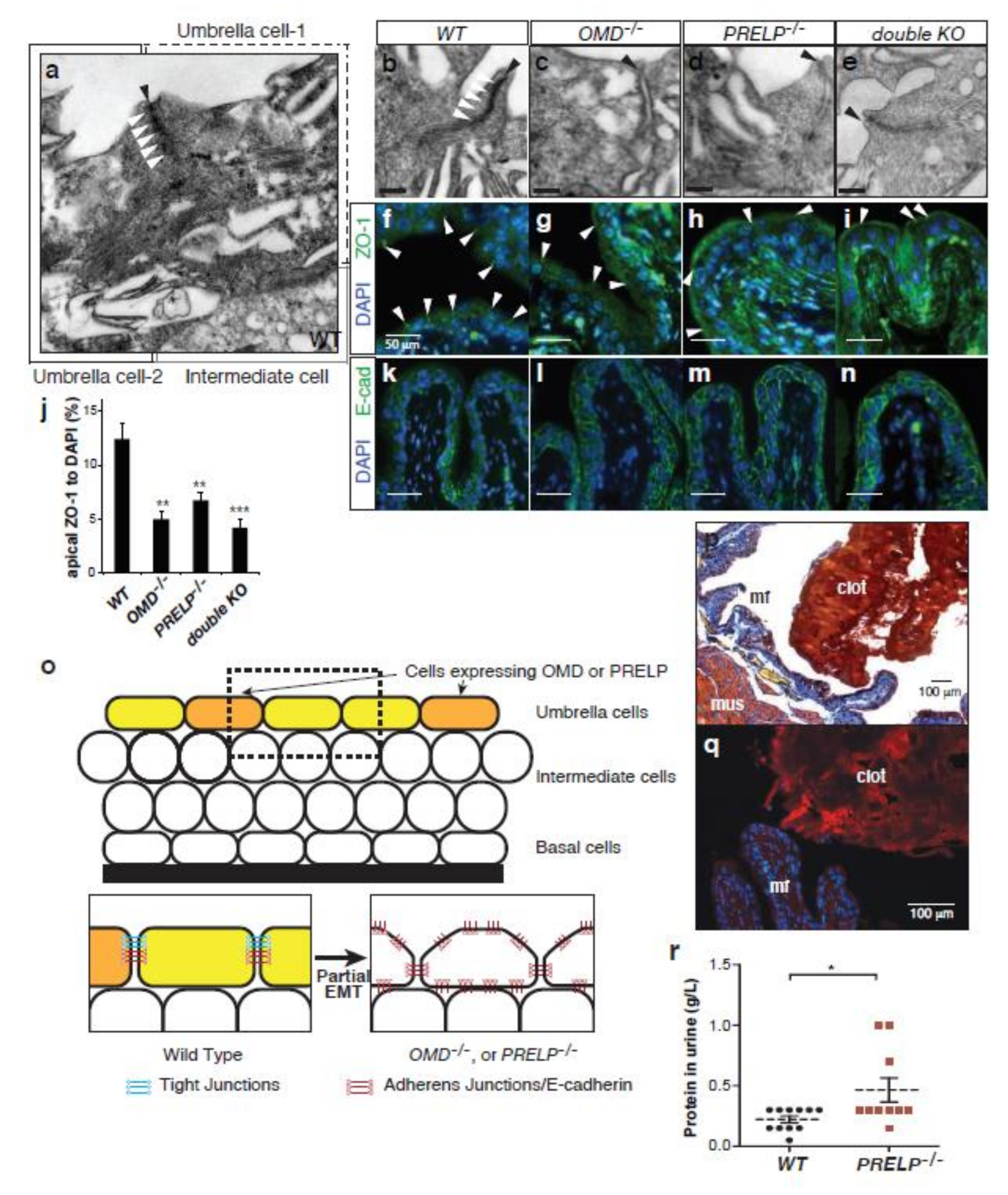 Cancers 12 03362 g007 Cancers 12 03362 g007