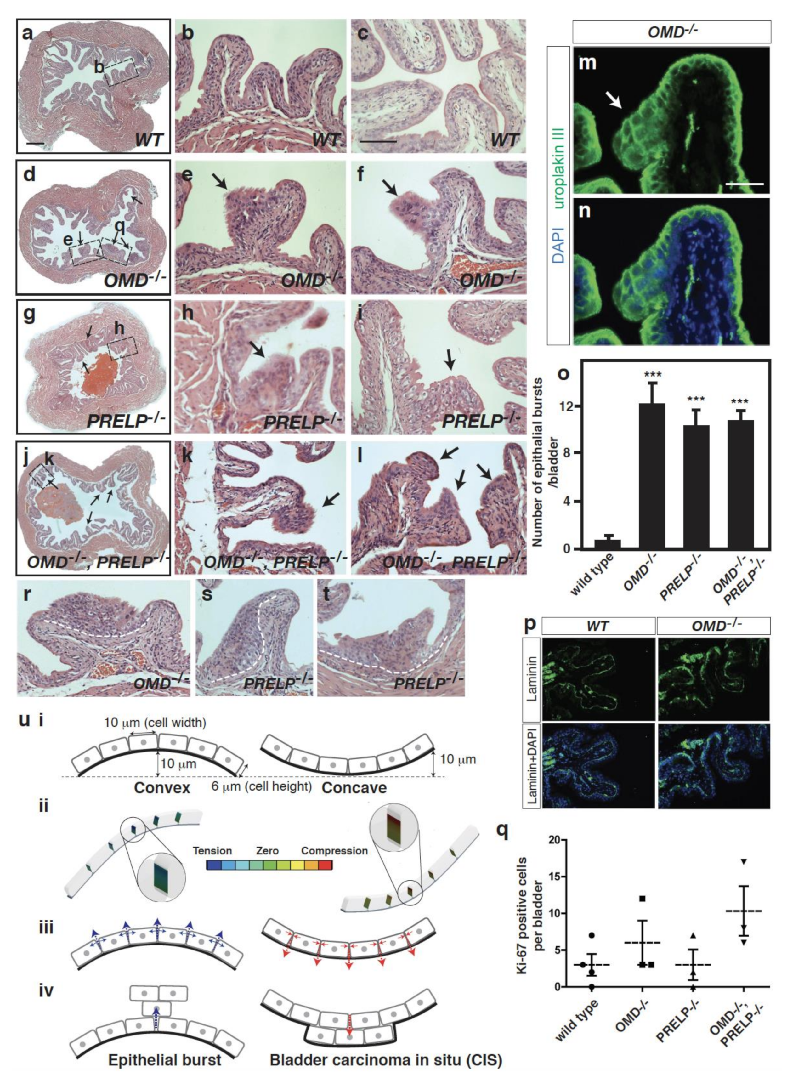 Cancers 12 03362 g009 Cancers 12 03362 g009