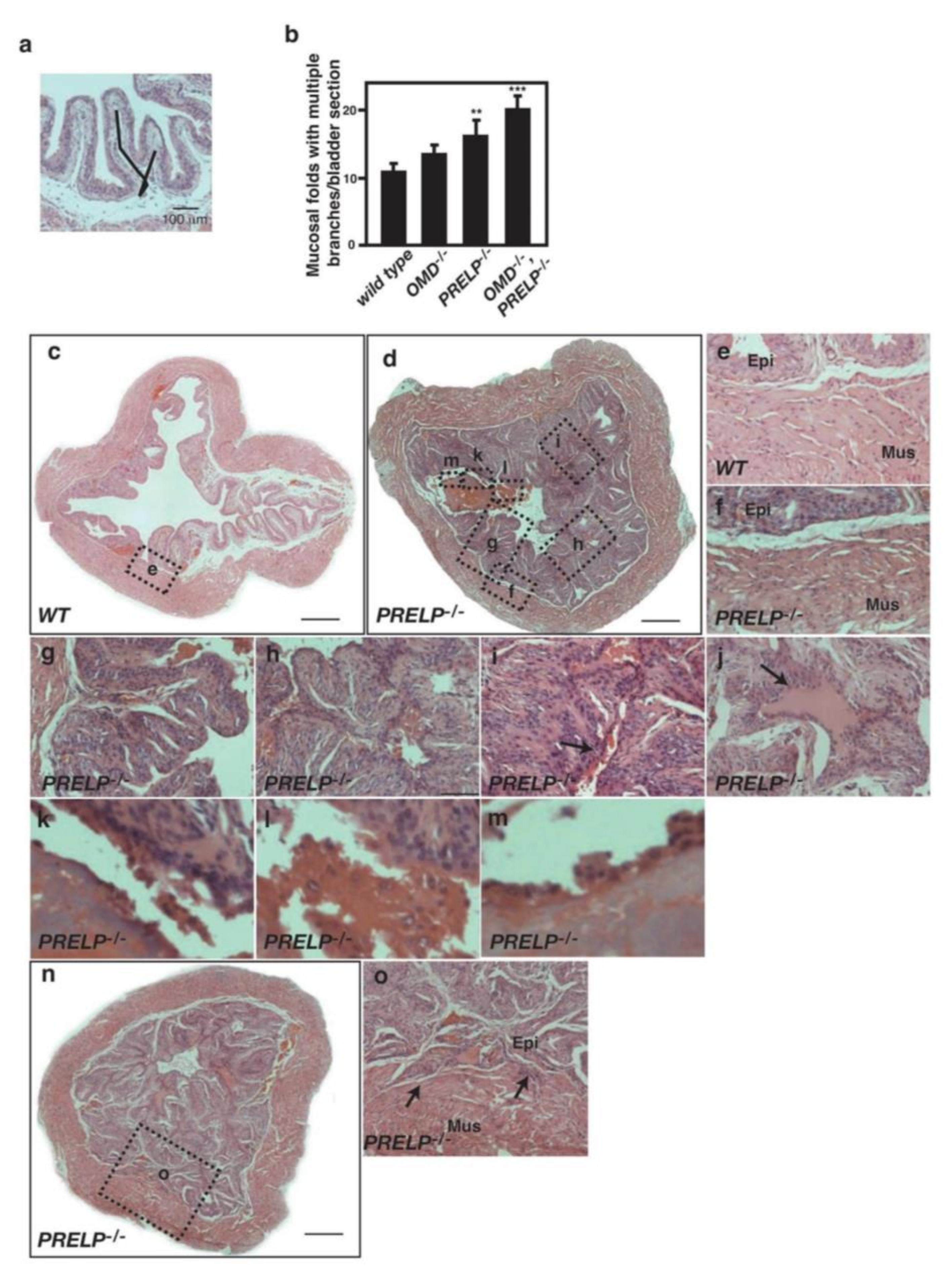 Cancers 12 03362 g010 Cancers 12 03362 g010