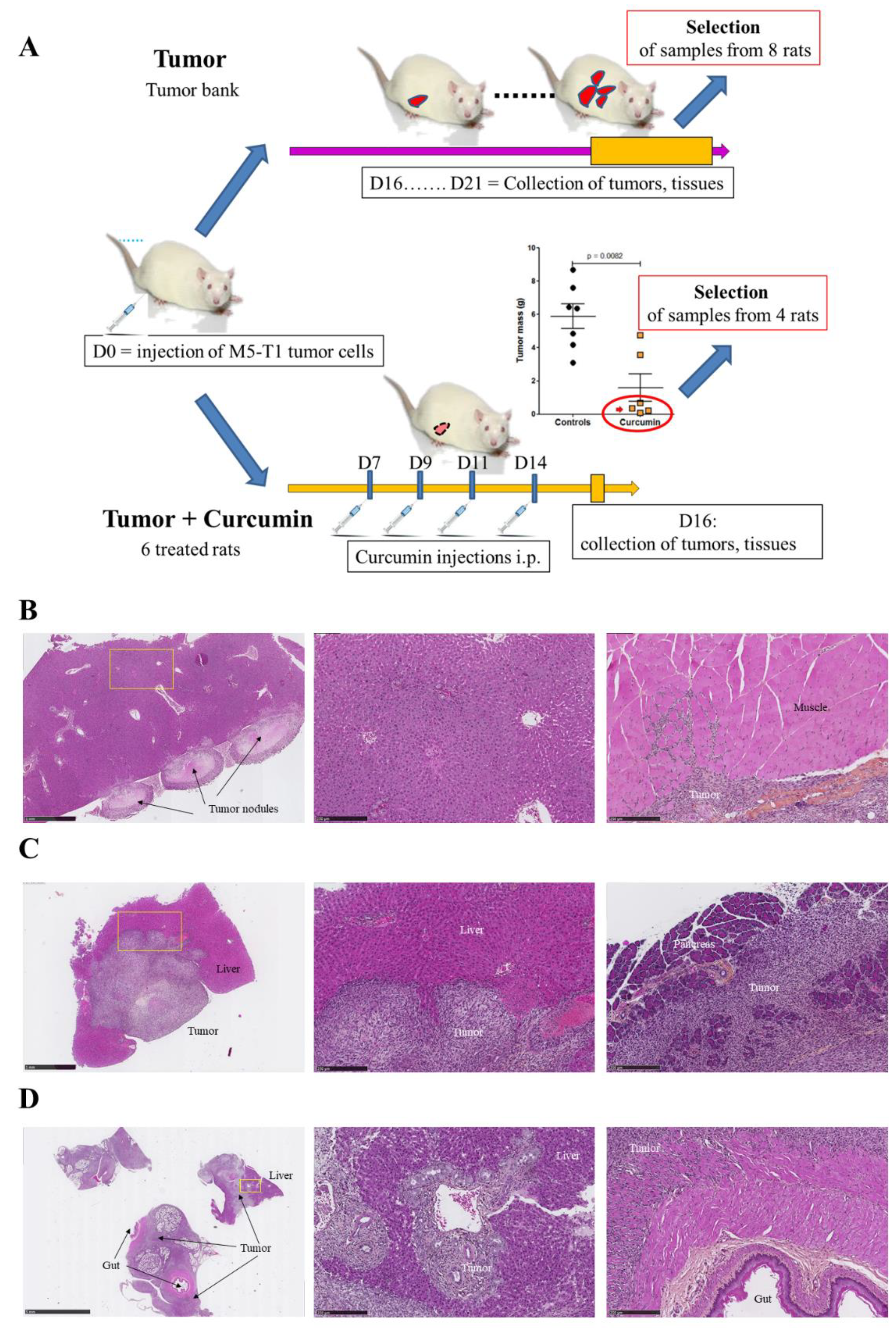 Cancers 12 03384 g001a Cancers 12 03384 g001a