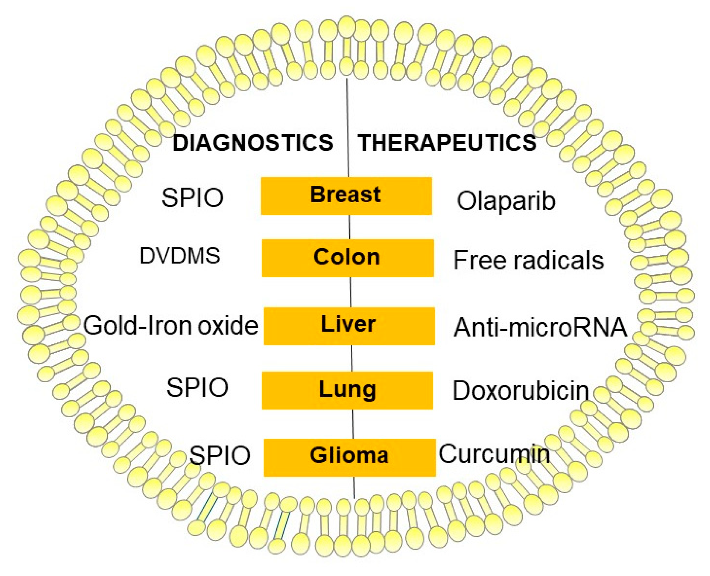 Cancers | Free Full-Text | Current Perspectives on Clinical Use of Exosomes  as a Personalized Contrast Media and Theranostics