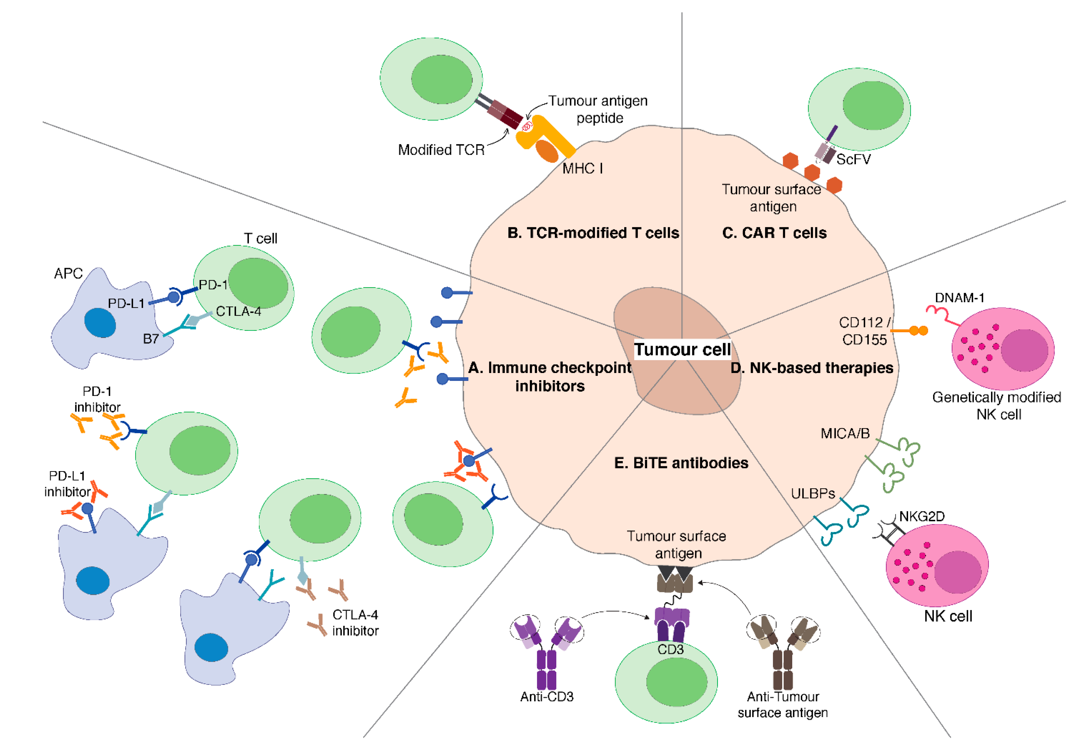 Imx Ls Land Hexapoda Comparative Aspects Of Later Embryogenesis And