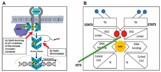 Cancers Free Full Text Prospects For Clinical Development Of Stat5 Inhibitor Ist5 002 High Transcriptomic Specificity In Prostate Cancer And Low Toxicity In Vivo Html Cancers Free Full Text Prospects For Clinical Development Of Stat5 Inhibitor Ist5 002 High Transcriptomic Specificity In Prostate Cancer And Low Toxicity In Vivo Html