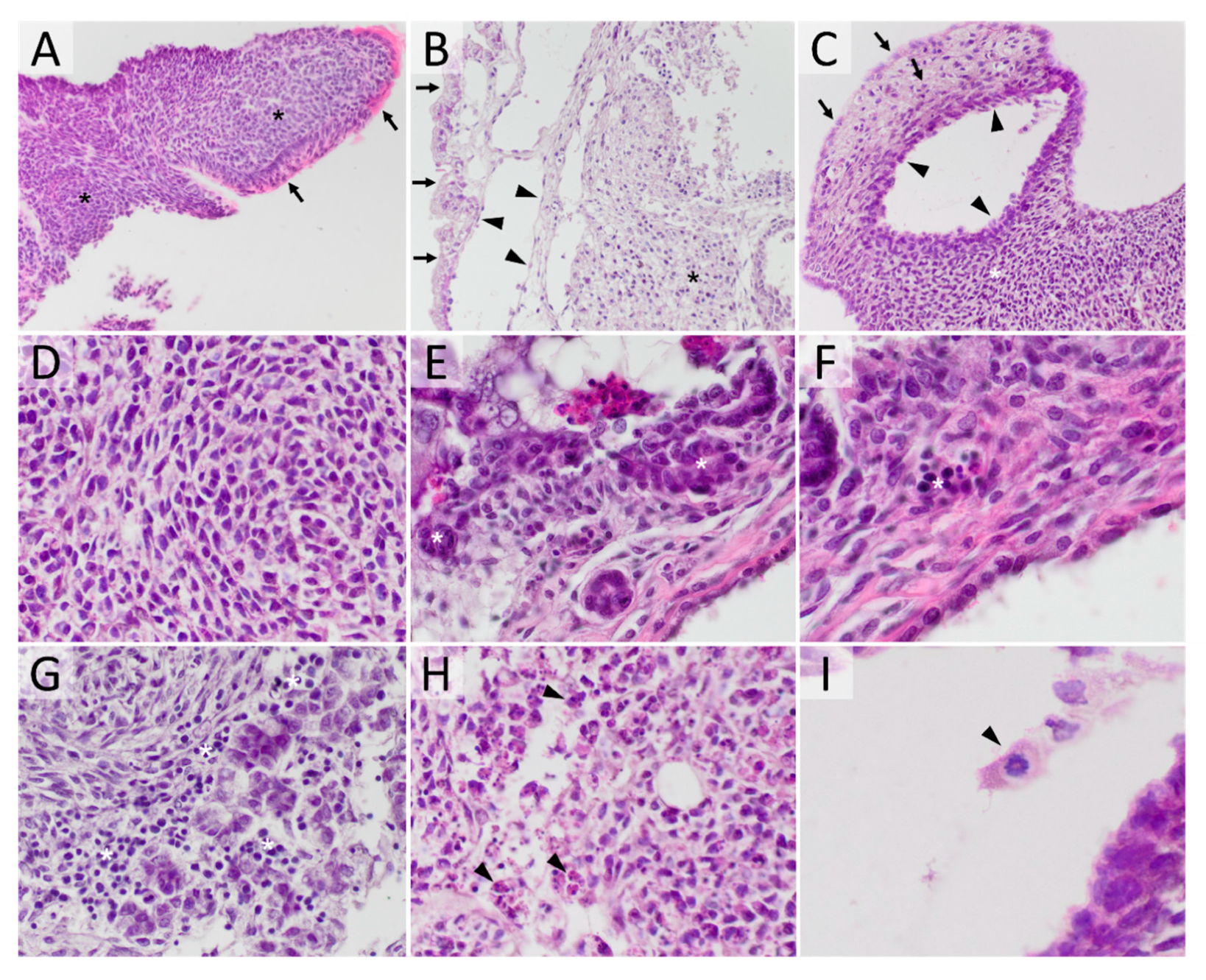 Cancers 12 03416 g001