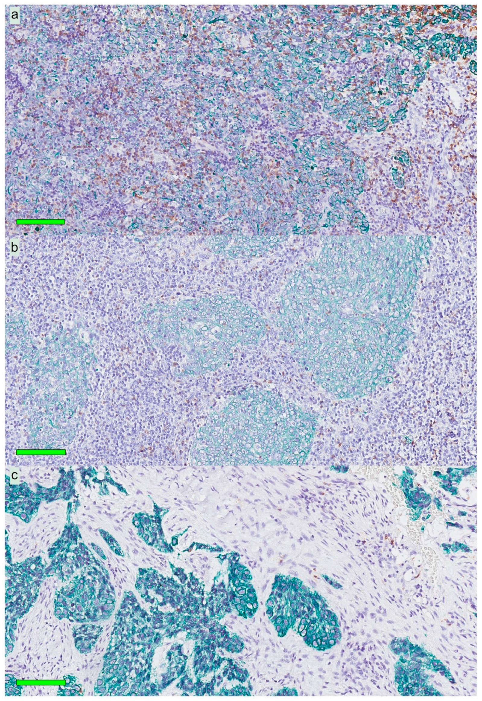 Cancers 12 03428 g002