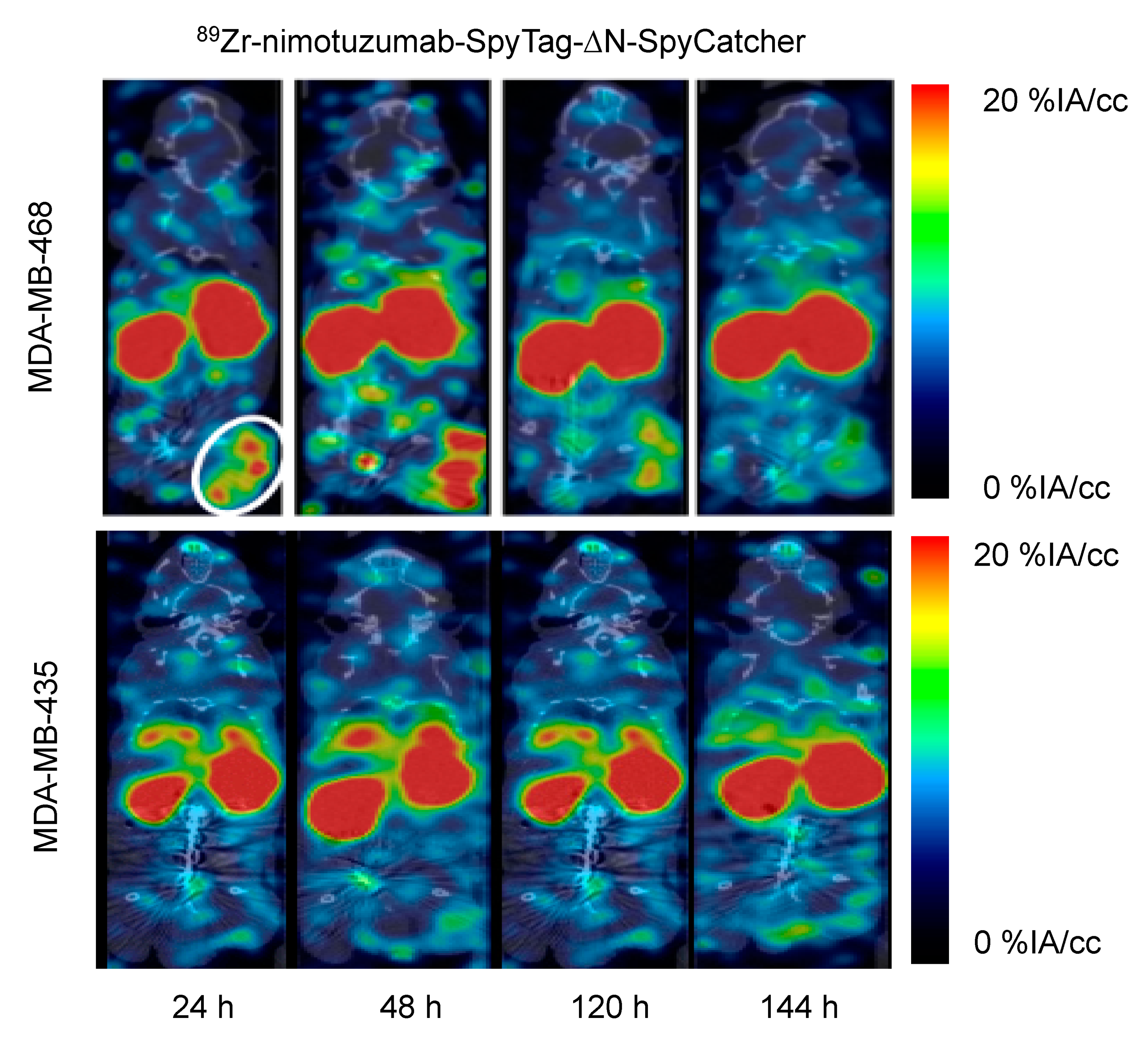 Cancers 12 03449 g004 Cancers 12 03449 g004