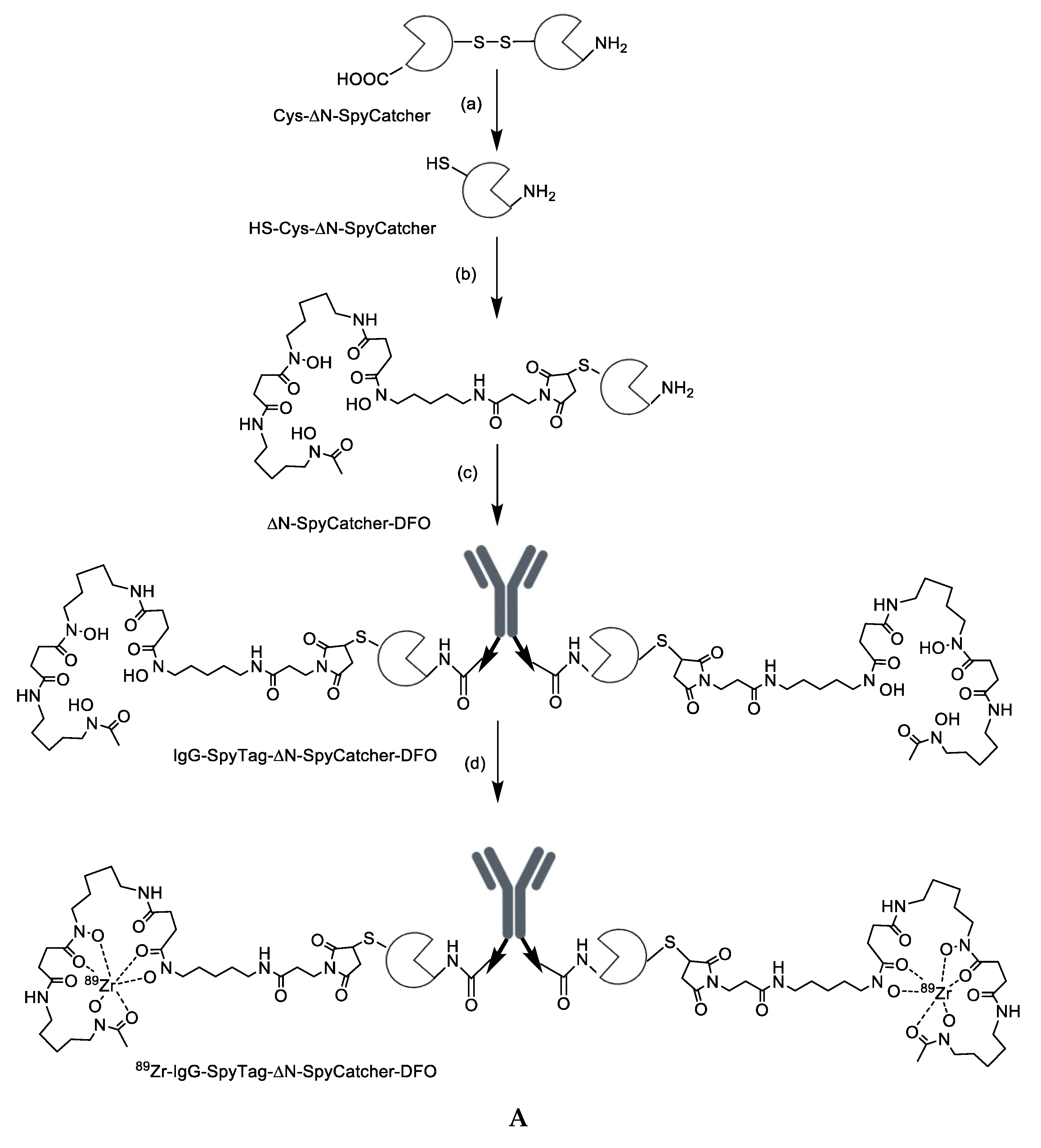 Cancers 12 03449 sch001a Cancers 12 03449 sch001a