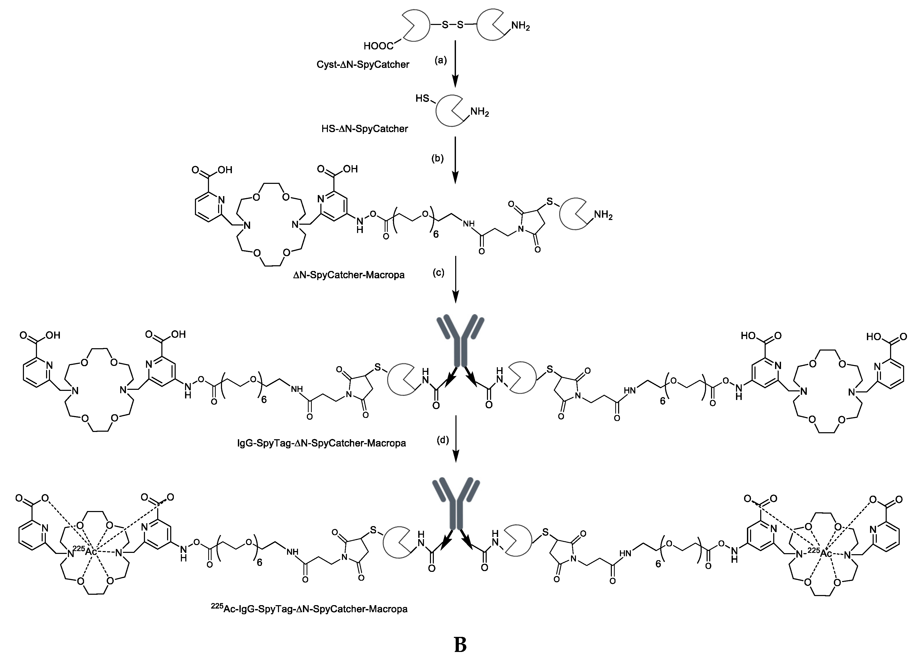 Cancers 12 03449 sch001b Cancers 12 03449 sch001b
