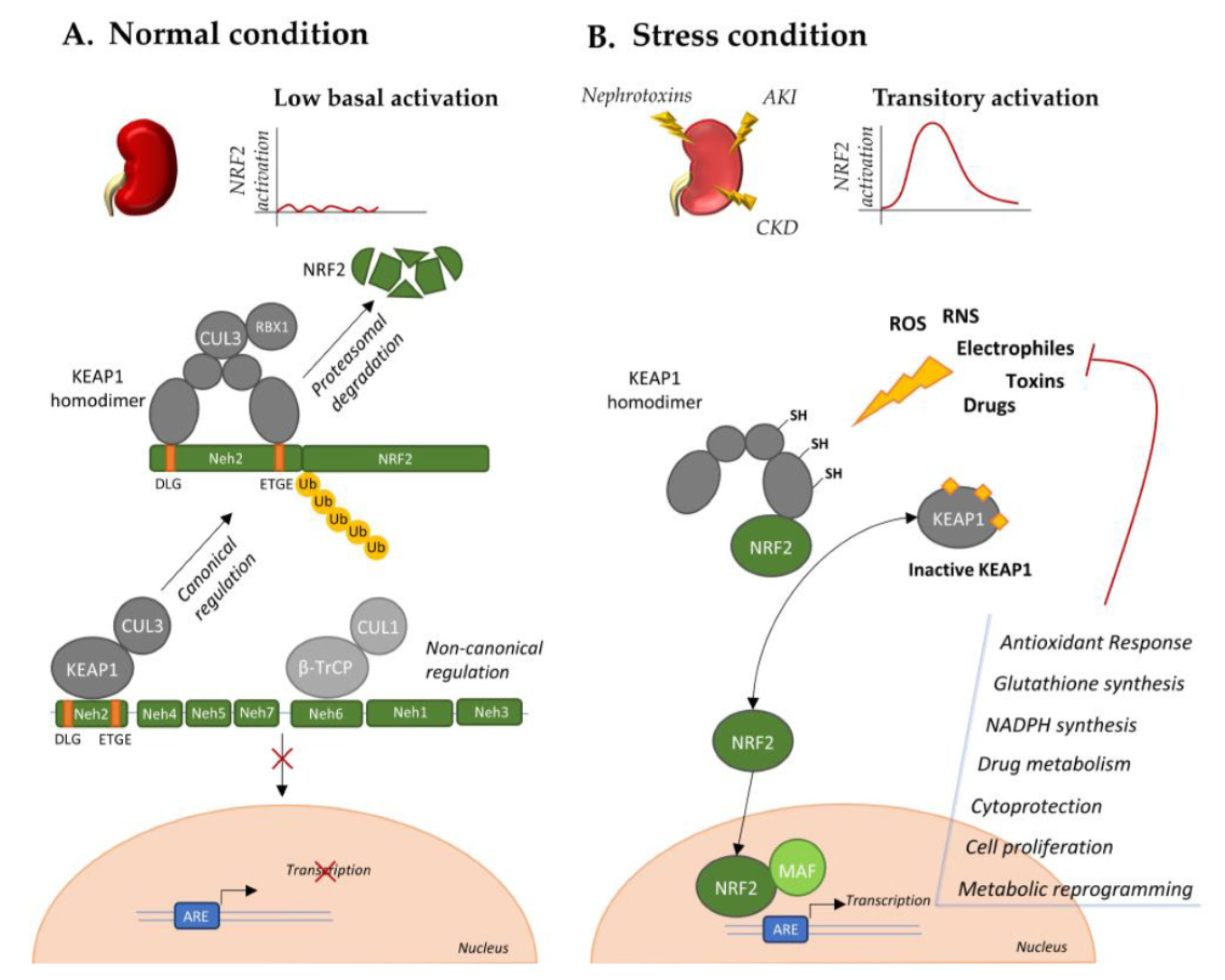 Cancers 12 03458 g001 Cancers 12 03458 g001