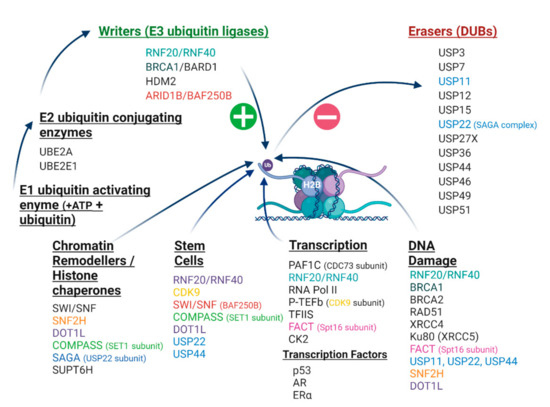 Cancers | Free Full-Text | Histone Monoubiquitination in Chromatin  Remodelling: Focus on the Histone H2B Interactome and Cancer