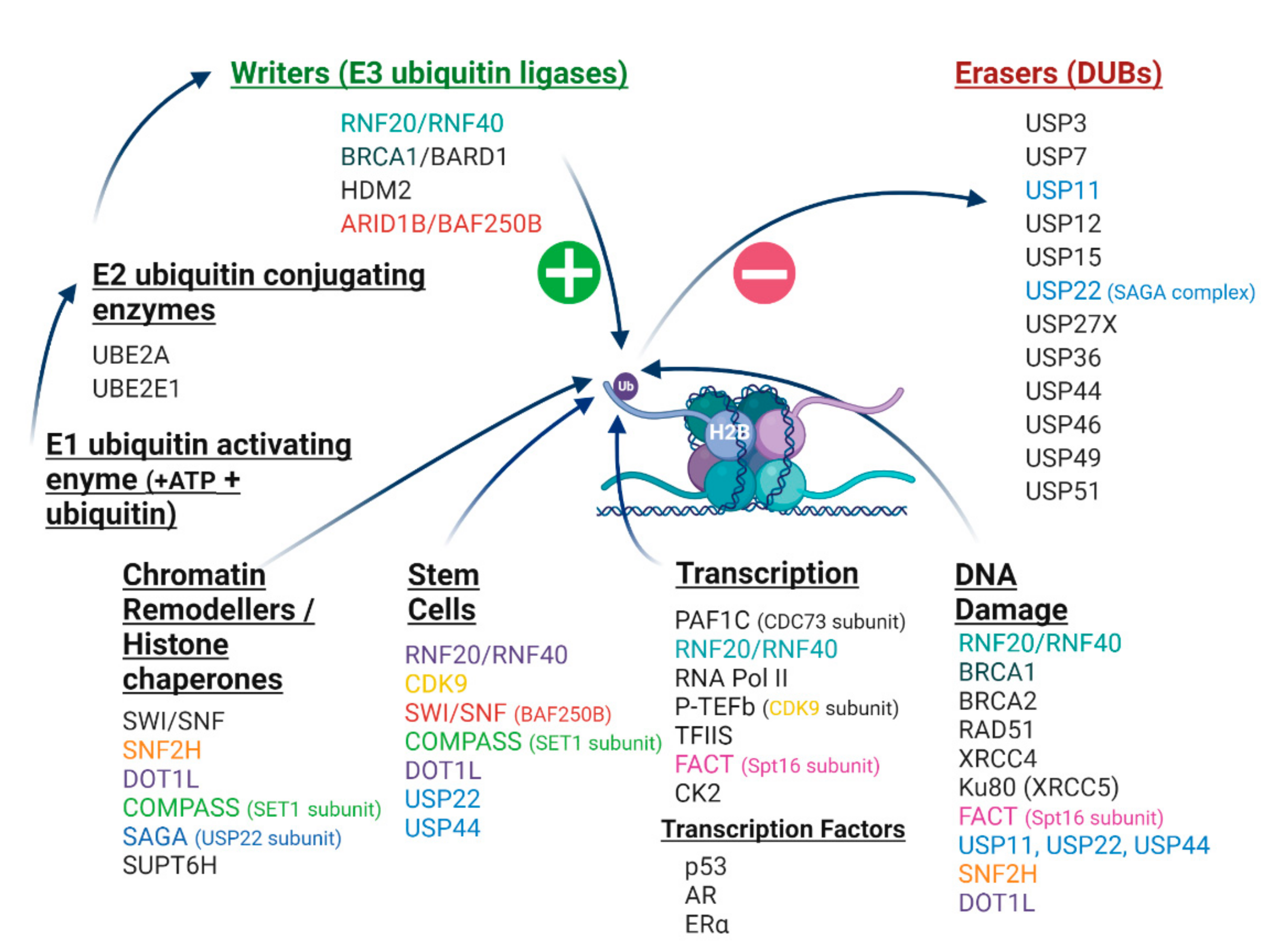 UBR2 mediates transcriptional silencing during spermatogenesis via histone  ubiquitination