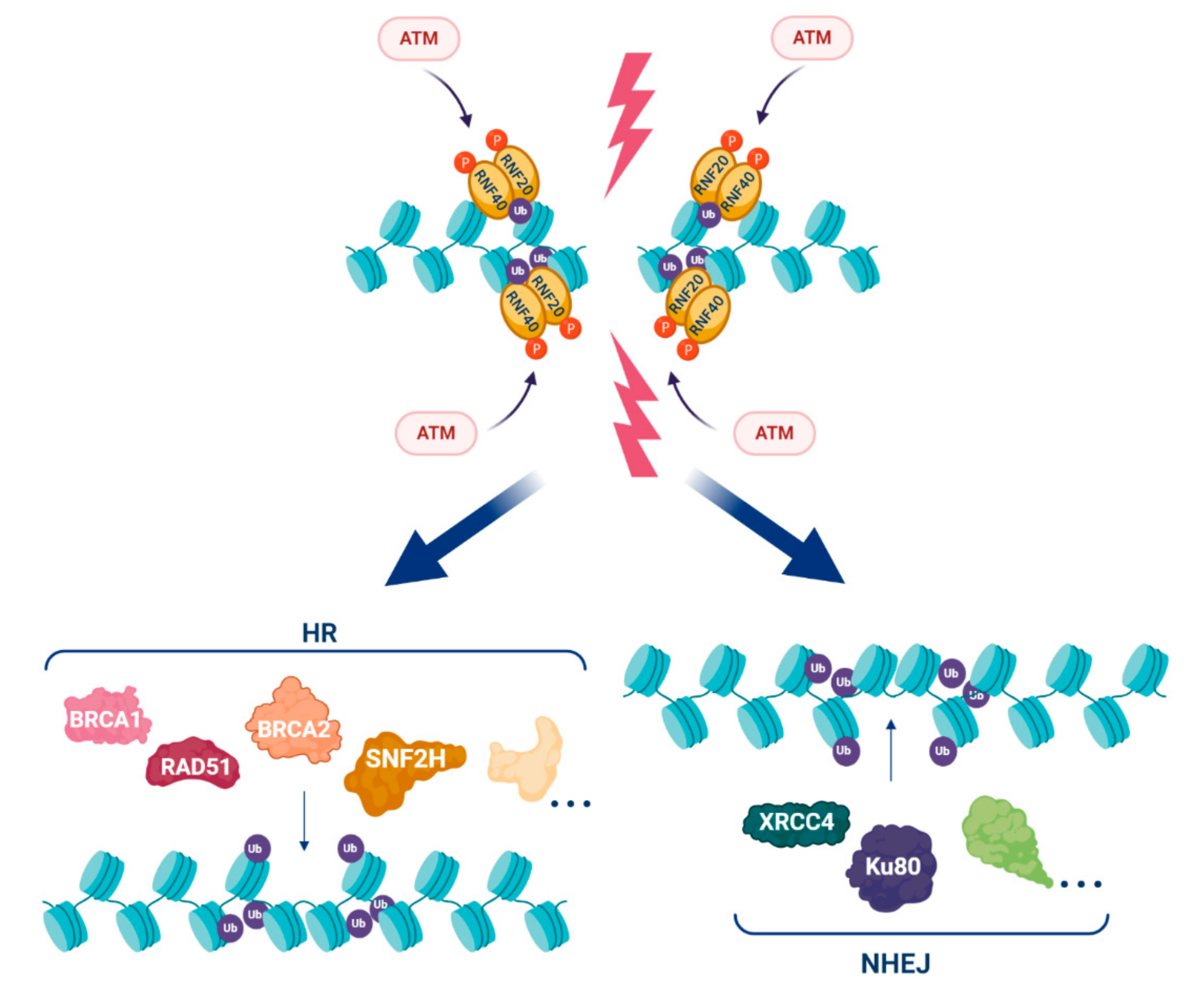 Cancers 12 03462 g003 Cancers 12 03462 g003