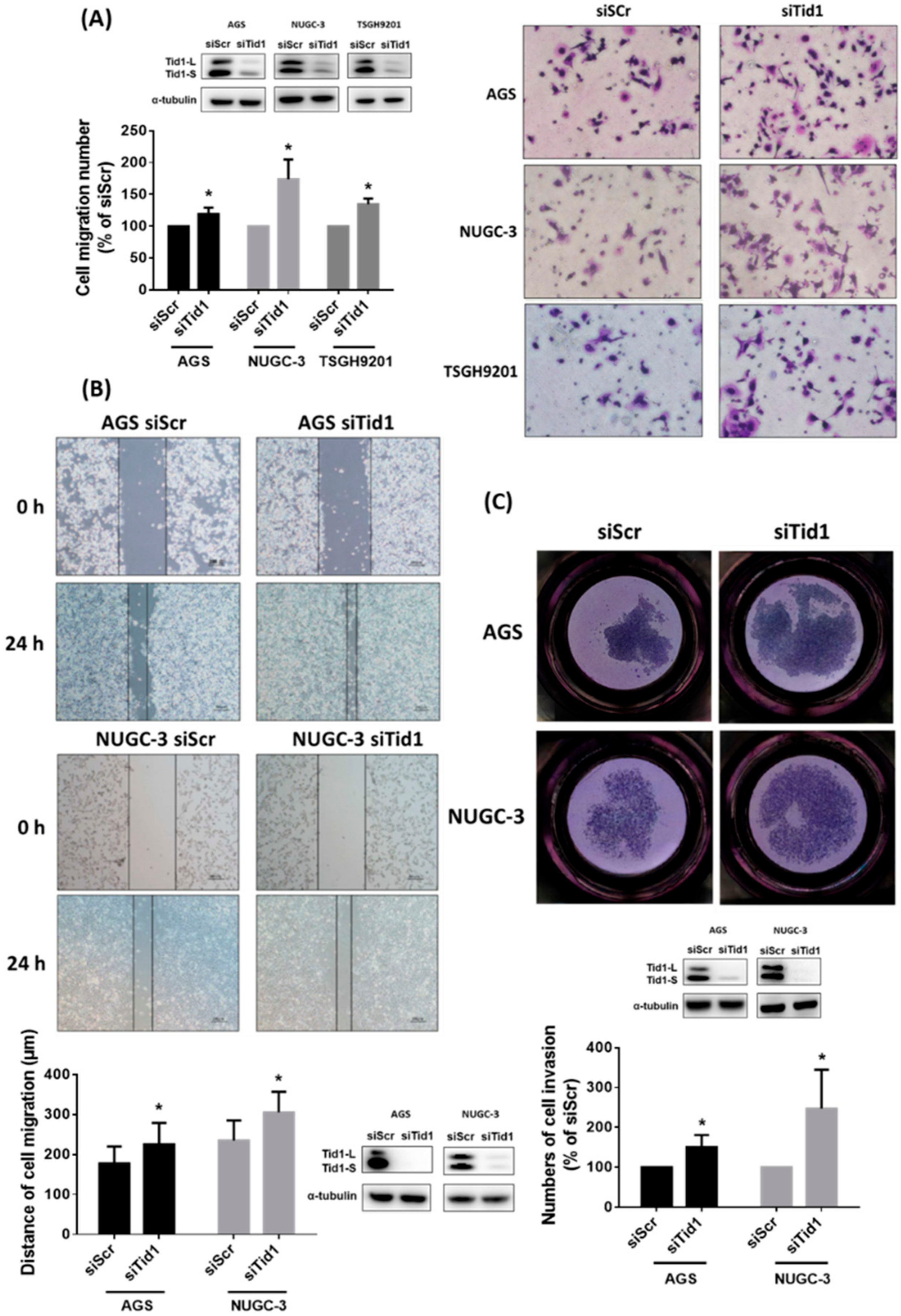 Cancers 12 03463 g003 Cancers 12 03463 g003