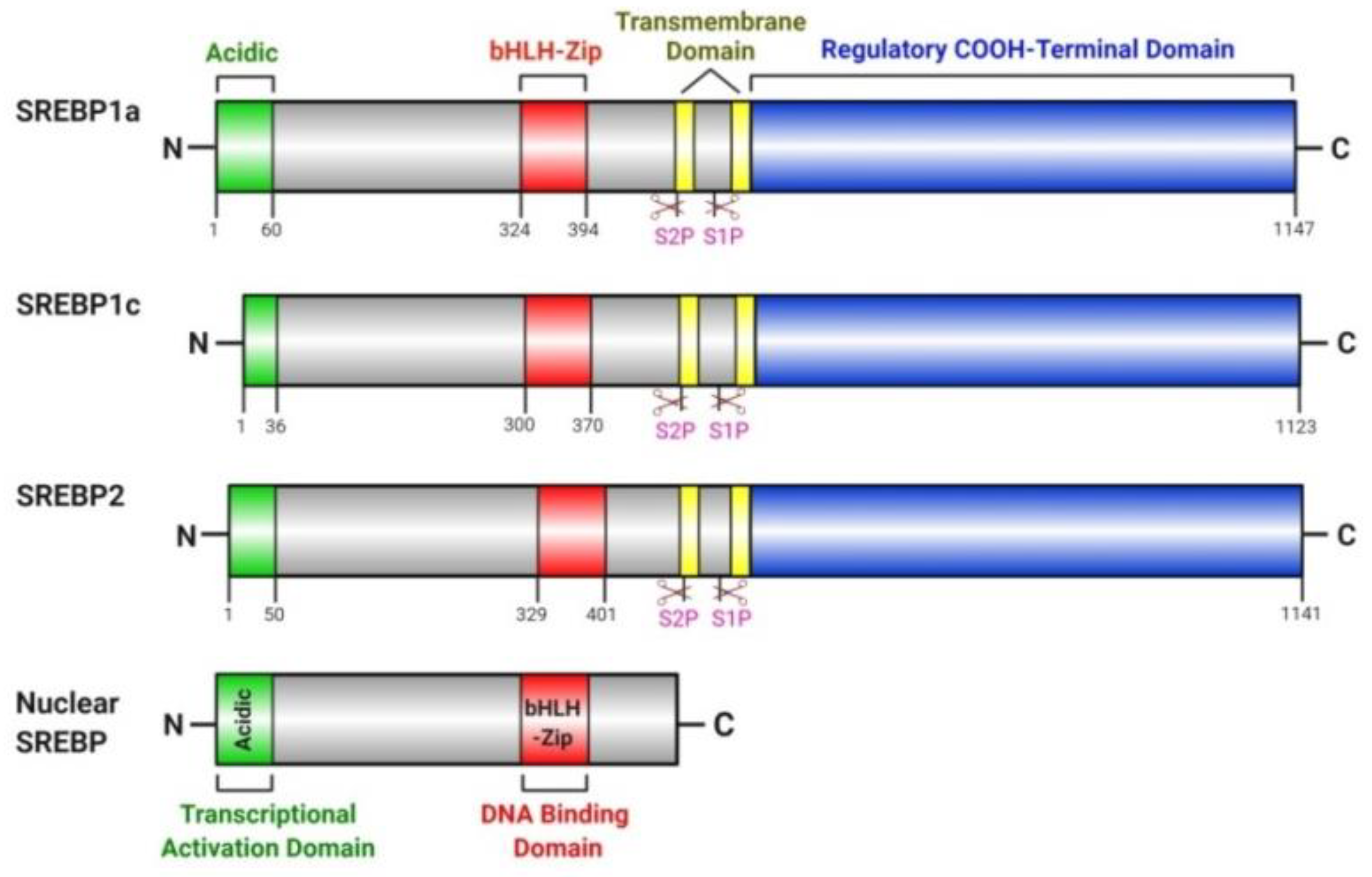 Cancers | Free Full-Text | Lipid Regulatory Proteins as Potential 