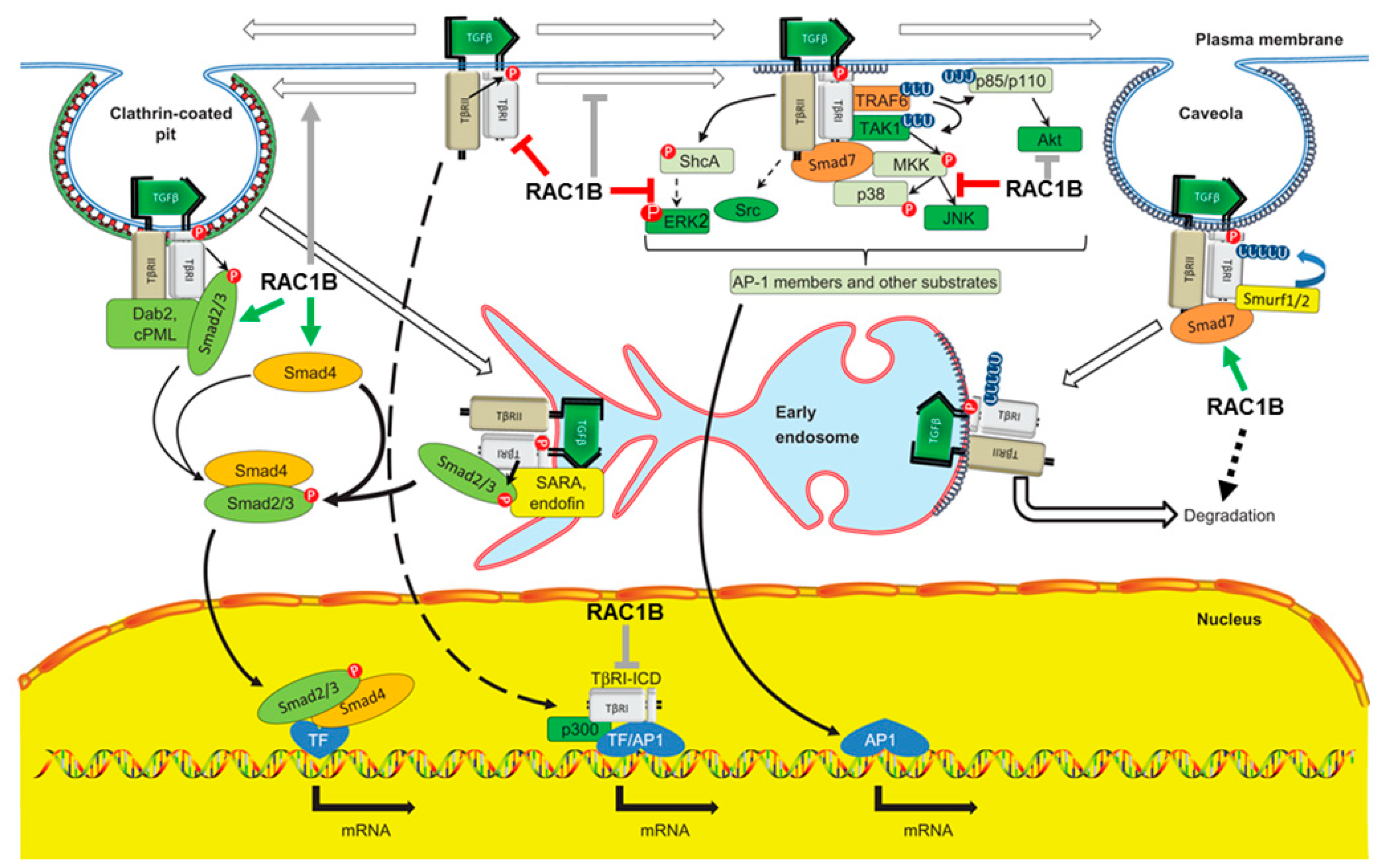 Cancers 12 03475 g002
