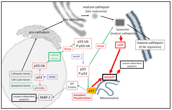 Cancers 12 03476 g001 550