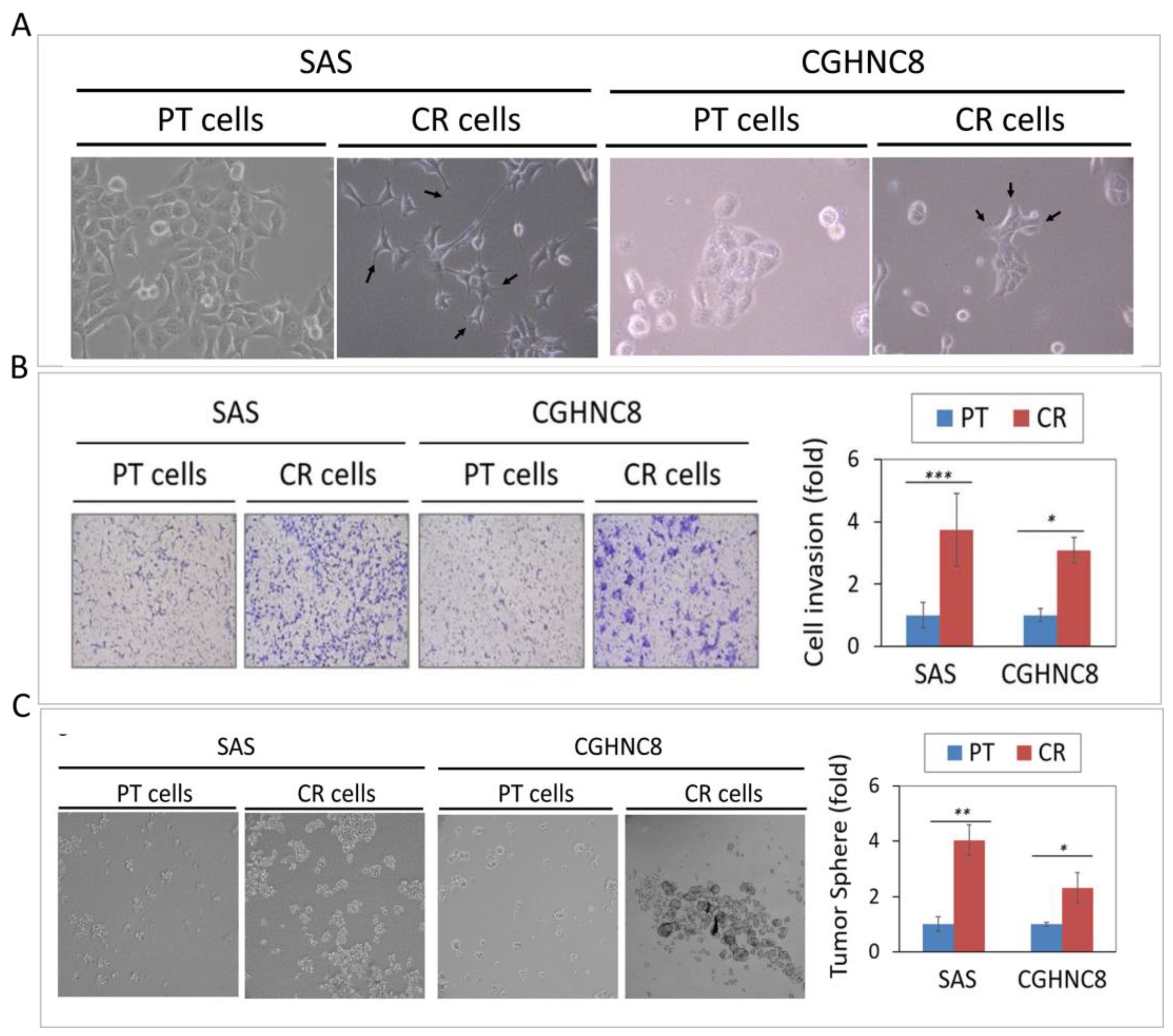 Cancers 12 03482 g002a Cancers 12 03482 g002a