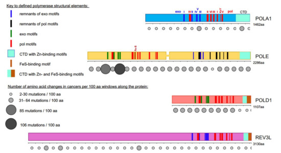 DNA Polymerases at the Eukaryotic Replication Fork Thirty DNA Polymerases at the Eukaryotic Replication Fork Thirty