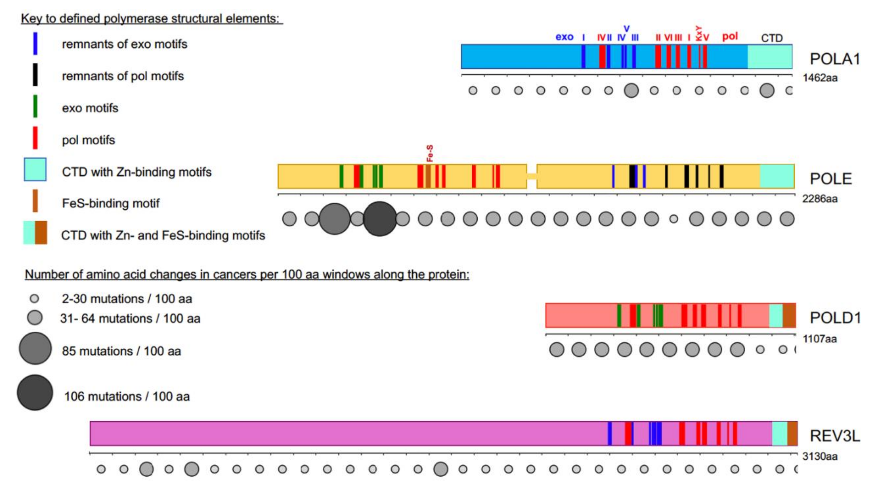 Cancers | Free | DNA Polymerases at the Eukaryotic Replication Fork Thirty Years after: to Cancer