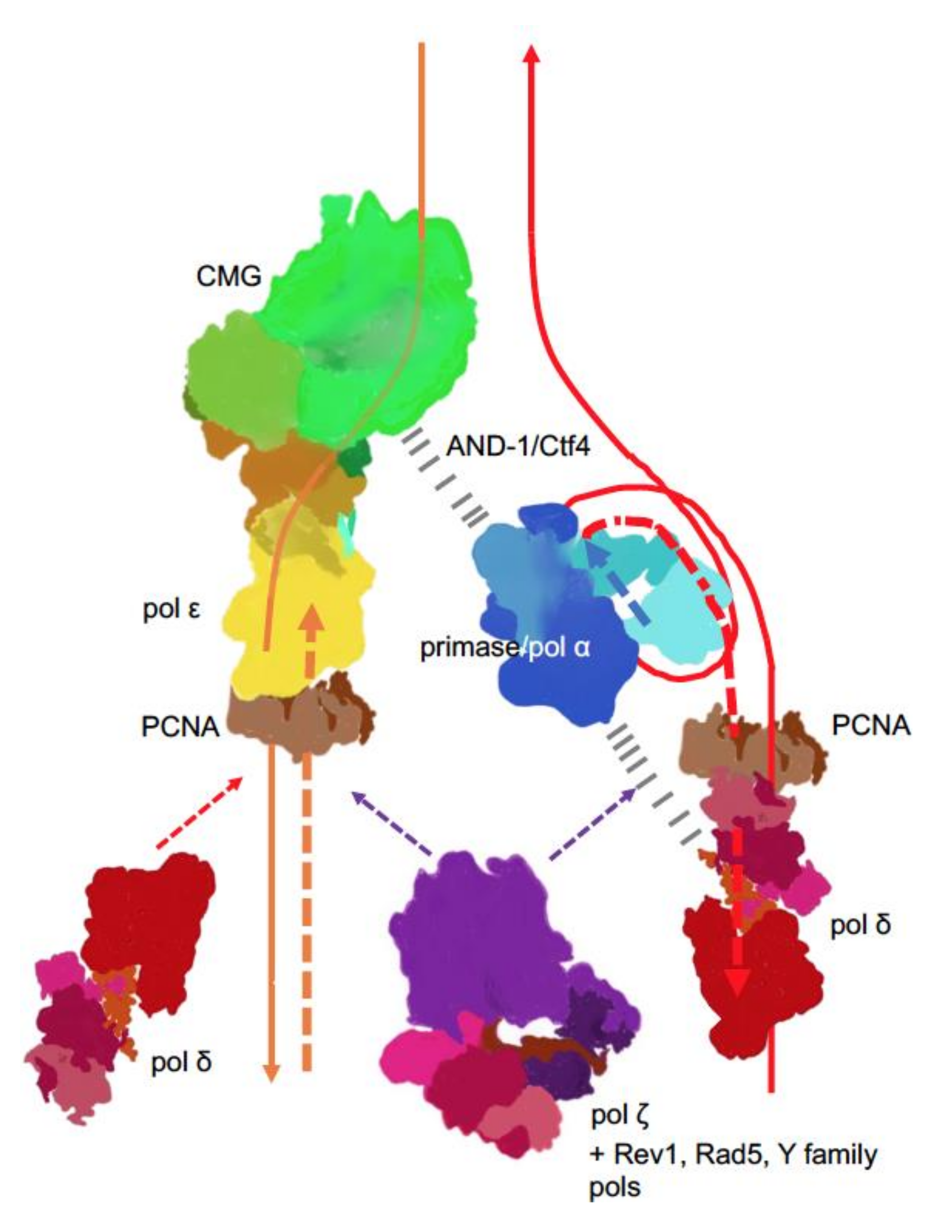 DNA Polymerases at the Eukaryotic Replication Fork Thirty DNA Polymerases at the Eukaryotic Replication Fork Thirty
