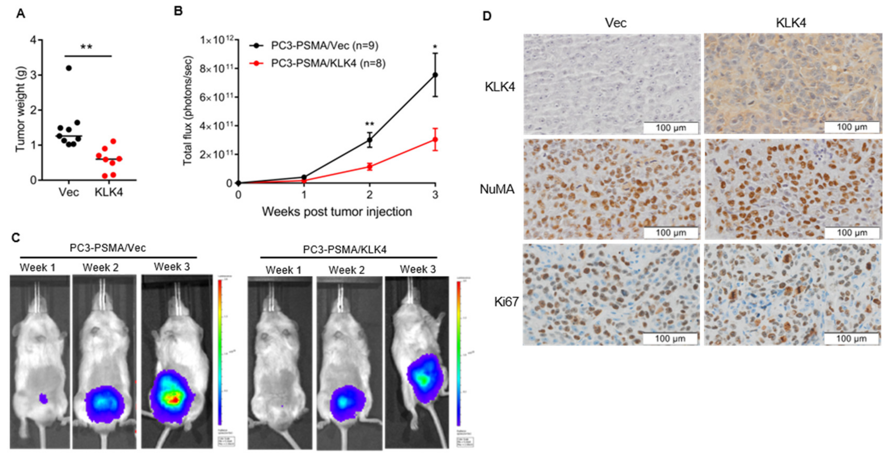 Cancers 12 03501 g003