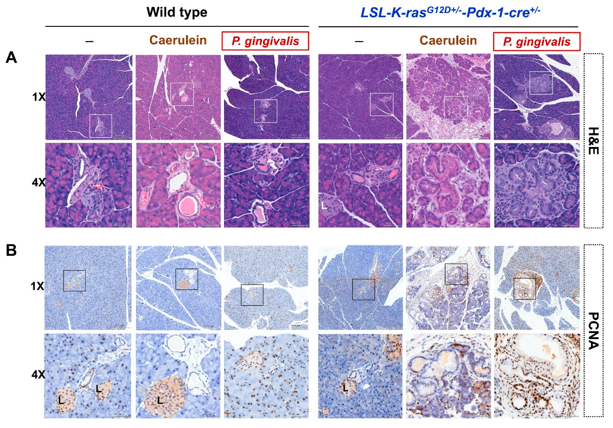 Cancers 12 03522 g003